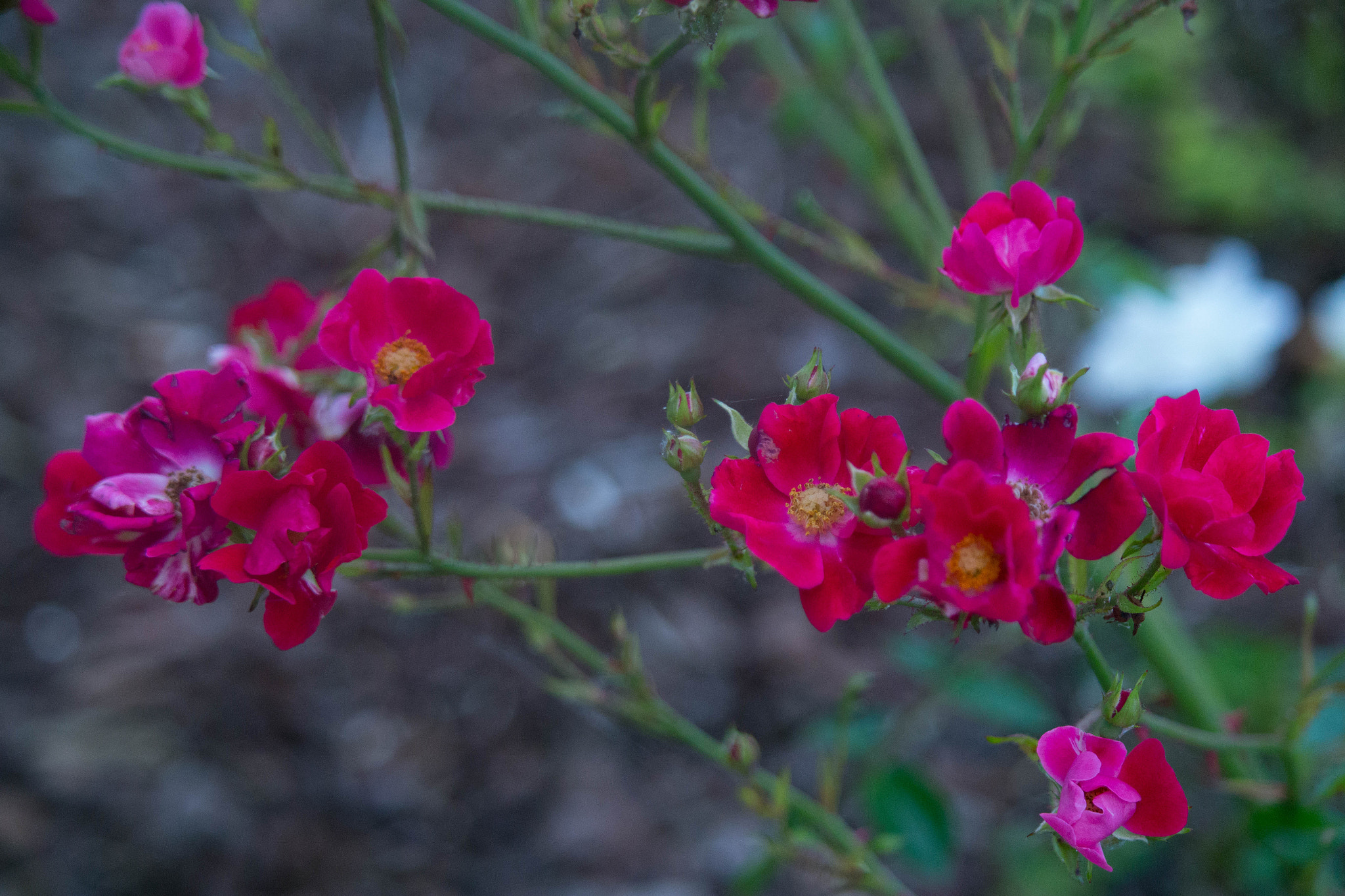 Samsung NX2000 + Samsung NX 50-200mm F4-5.6 ED OIS sample photo. Pink evening photography