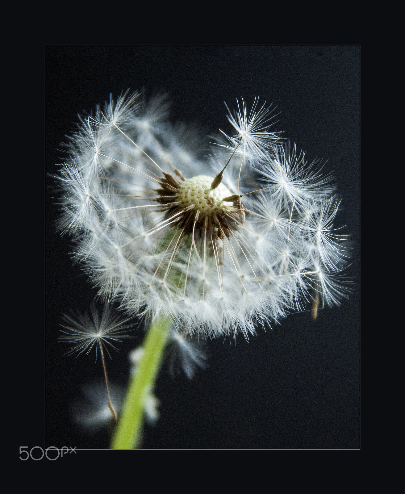 Nikon AF Nikkor 24-85mm F2.8-4D IF sample photo. Dandelion photography