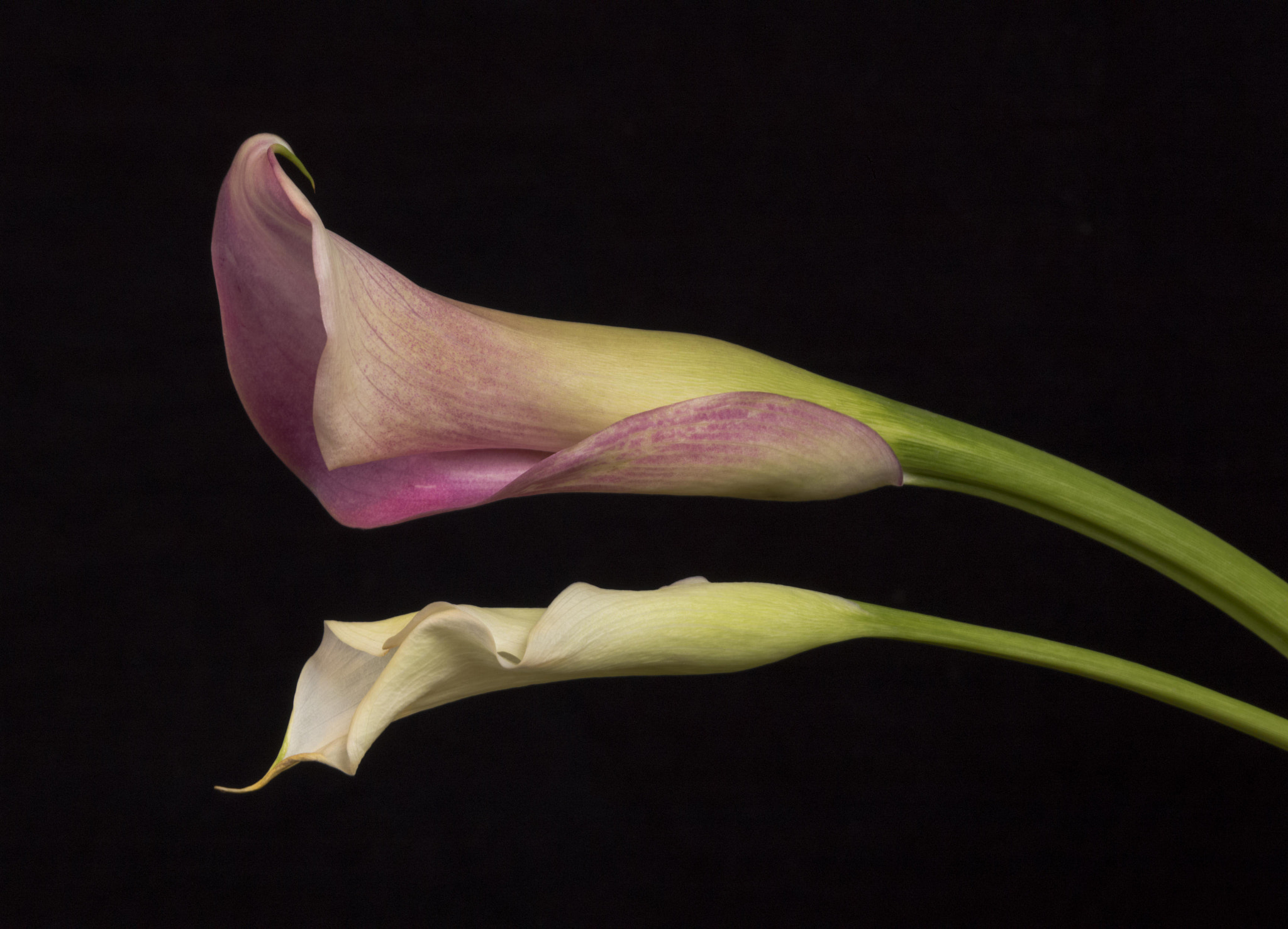 Apo-Macro-Summarit-S 120 sample photo. Lilies(of ) photography