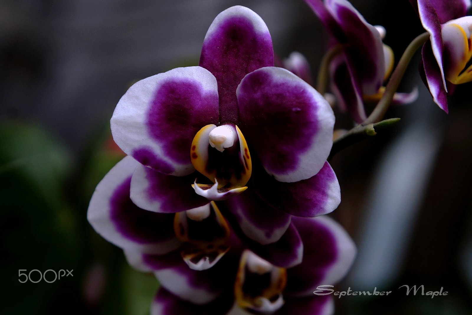 Sony NEX-5C sample photo. 蝴蝶兰 2 photography
