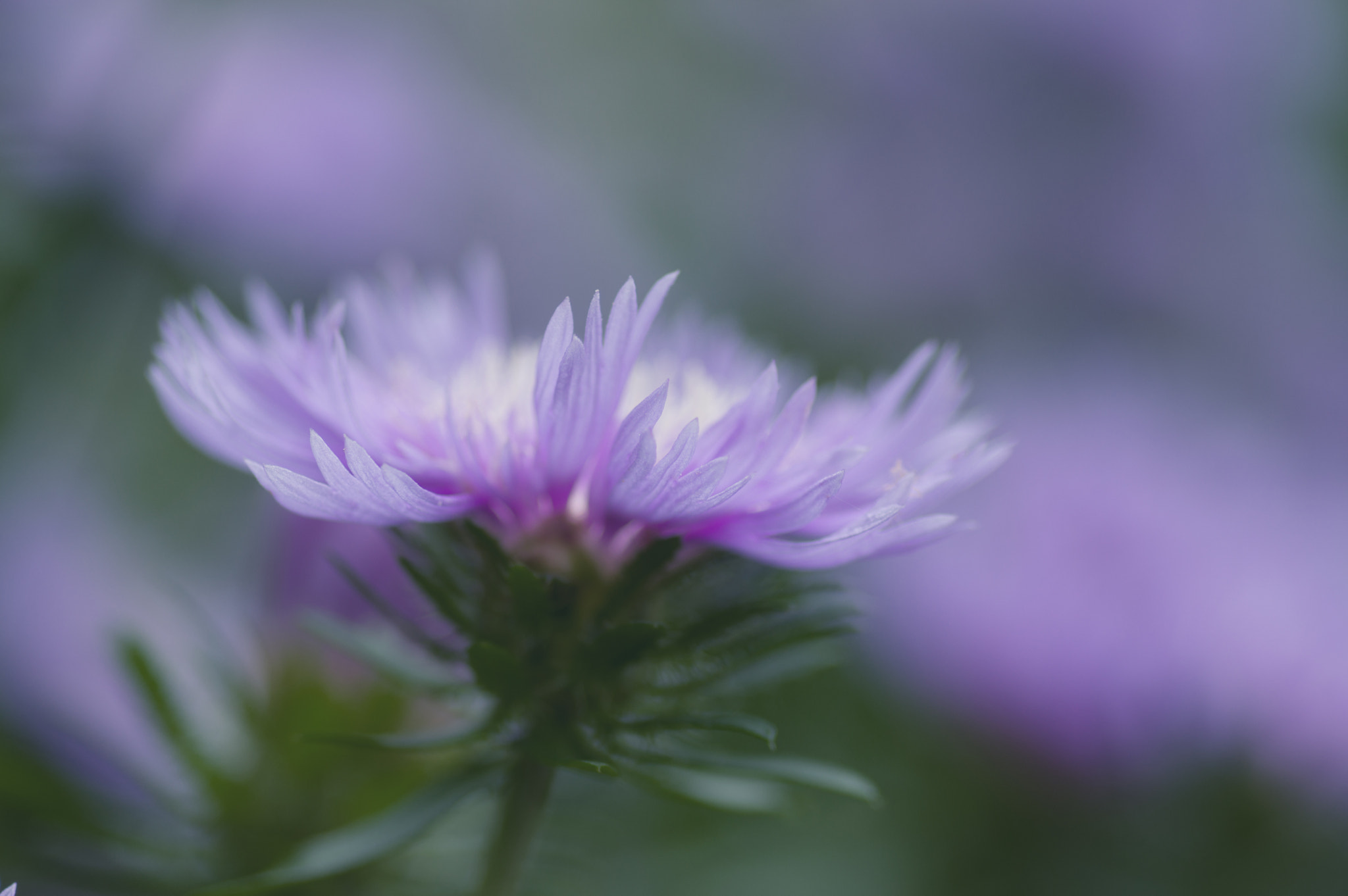 Pentax smc D-FA 100mm F2.8 macro sample photo. ** photography