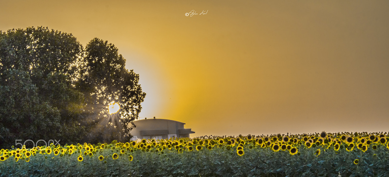 Sigma 18-250mm F3.5-6.3 DC OS HSM sample photo. Yellow photography
