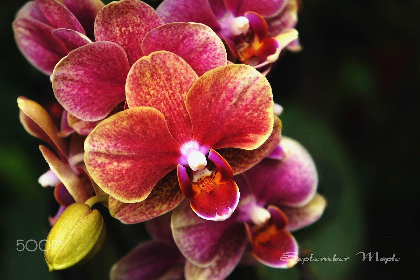 Sony NEX-5C sample photo. 蝴蝶兰 3 photography