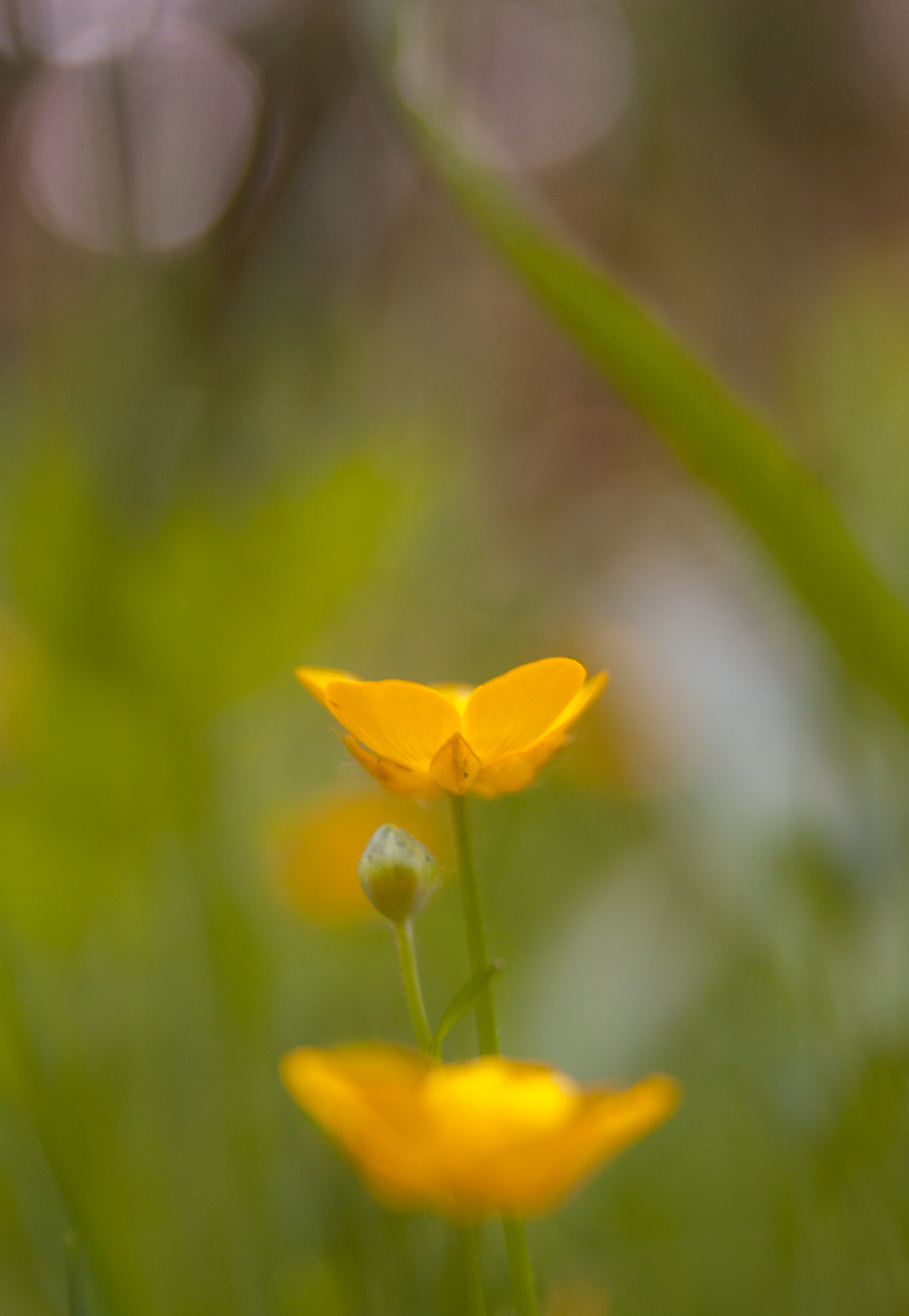 Canon EOS 50D + Sigma 18-50mm f/2.8 Macro sample photo. Glowing photography