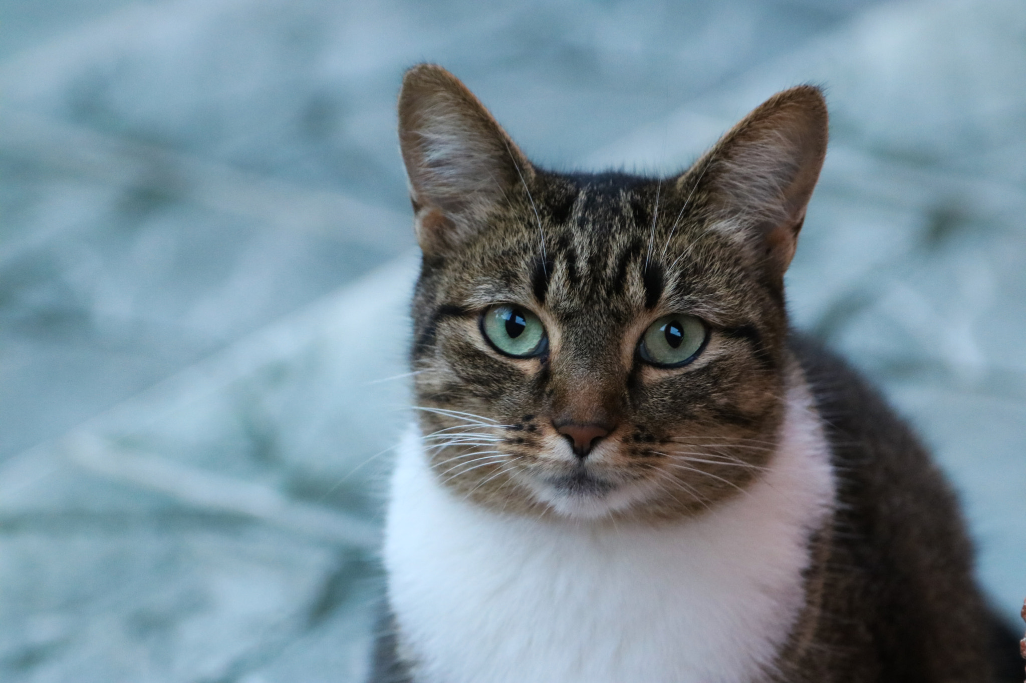 Canon EOS 750D (EOS Rebel T6i / EOS Kiss X8i) sample photo. Riscadinha photography