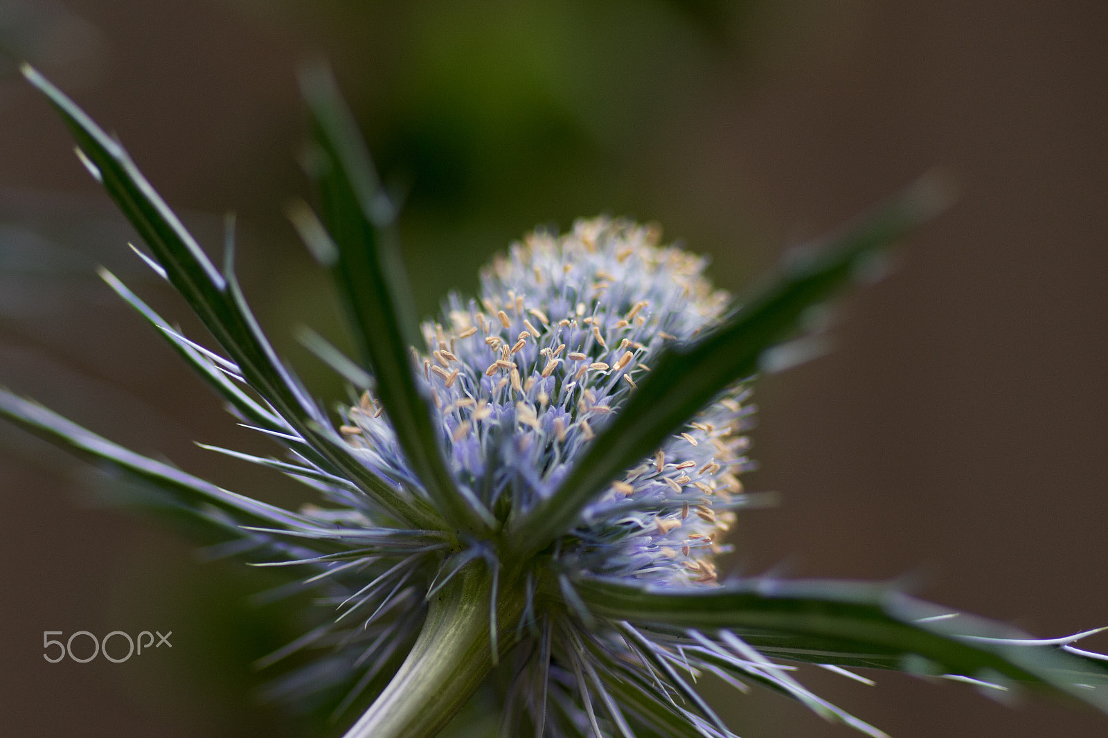 Canon EOS 7D Mark II + Tamron SP AF 90mm F2.8 Di Macro sample photo. Blue and yellow photography