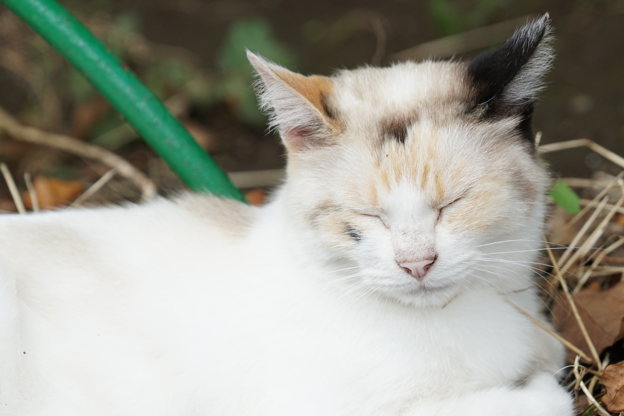 Sony a6300 + Sony FE 70-200mm F4 G OSS sample photo. Sleepiness photography