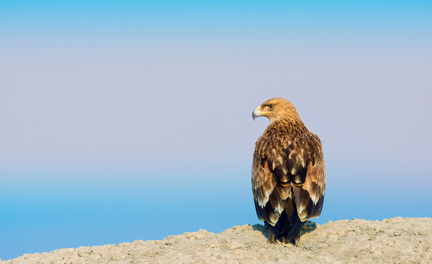Nikon AF-S Nikkor 600mm F4E FL ED VR sample photo. Eastern imperial photography