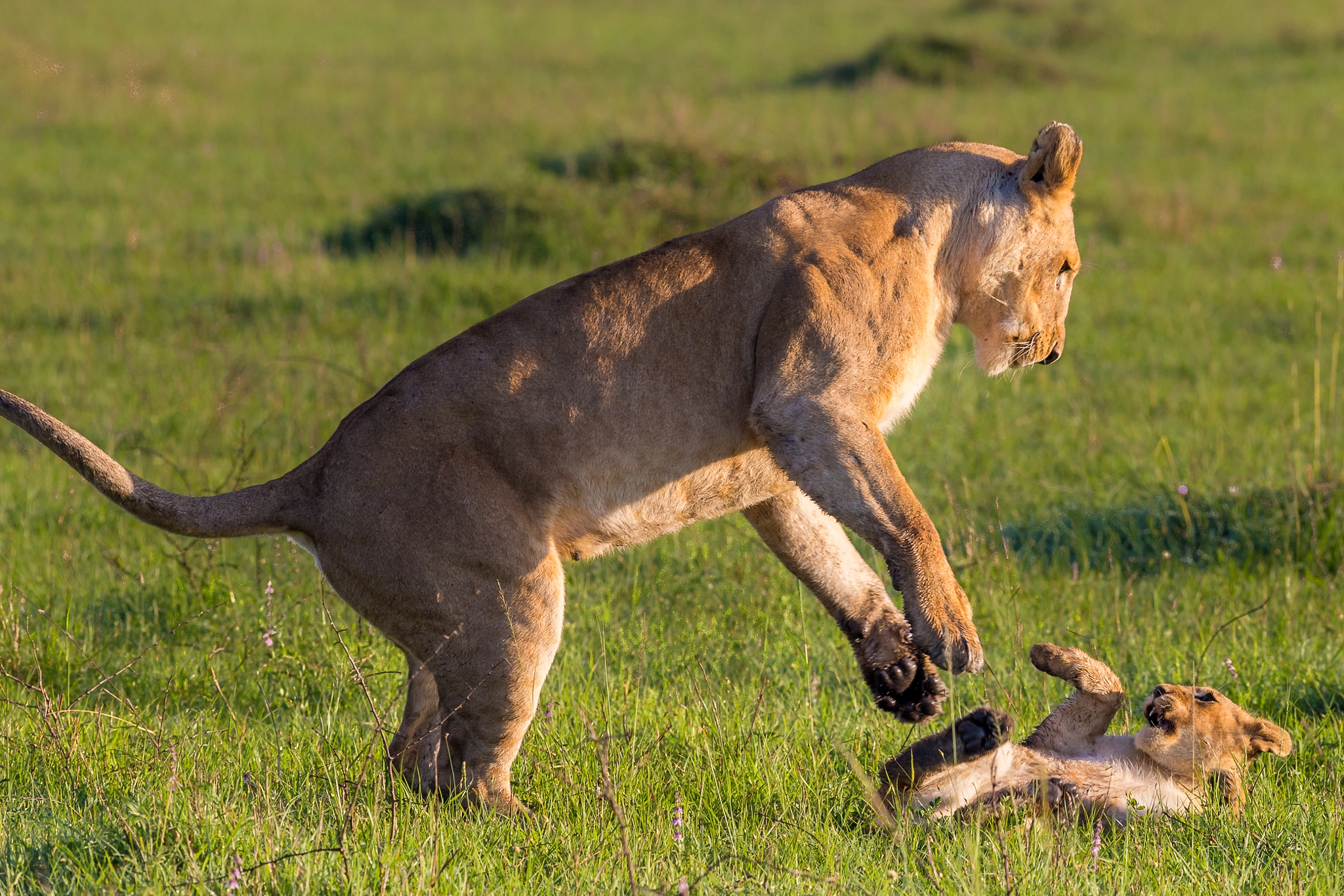 Canon EF 400mm F5.6L USM sample photo. Play time photography