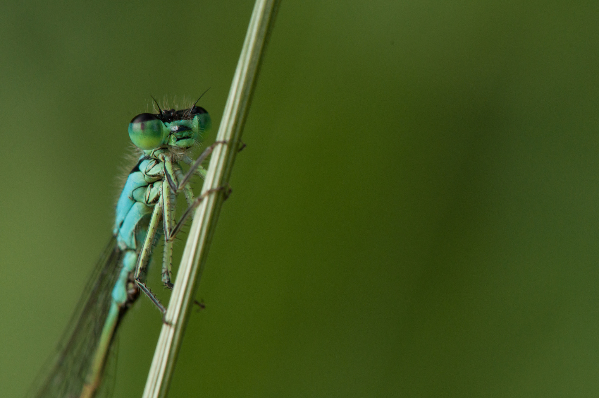 Nikon AF-S DX Micro-Nikkor 85mm F3.5G ED VR sample photo. Dragonfly photography