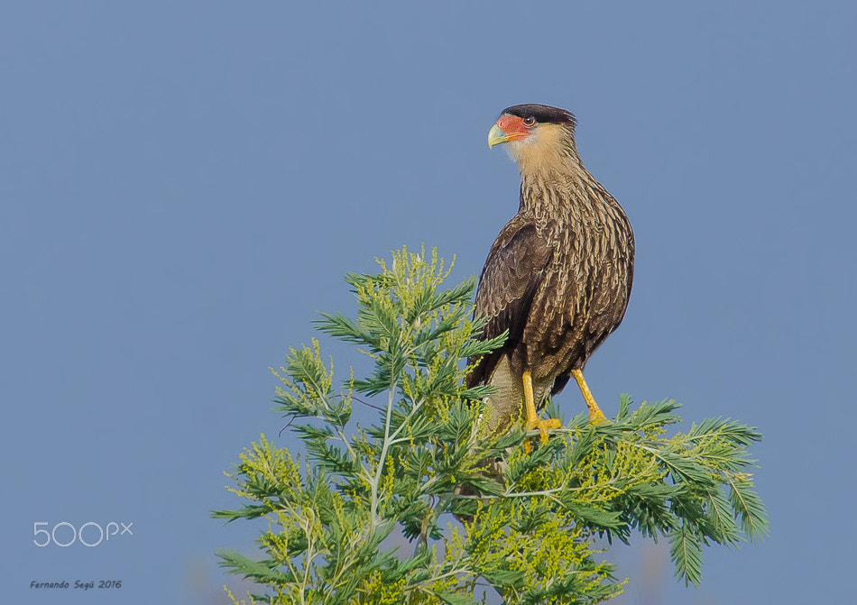 Sigma 50-500mm F4.5-6.3 DG OS HSM sample photo. Southern caracara photography