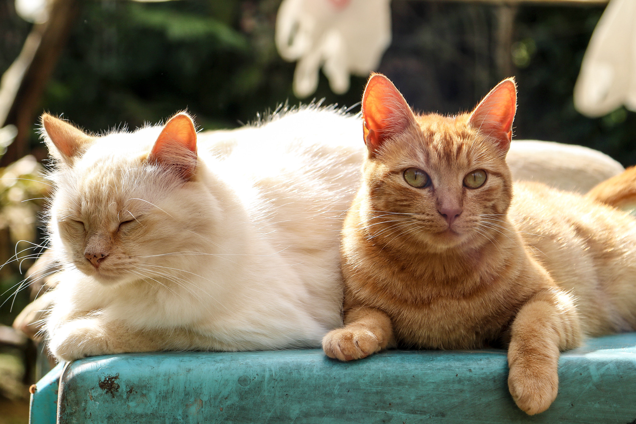 Canon EOS 750D (EOS Rebel T6i / EOS Kiss X8i) sample photo. Fofucha e merida photography