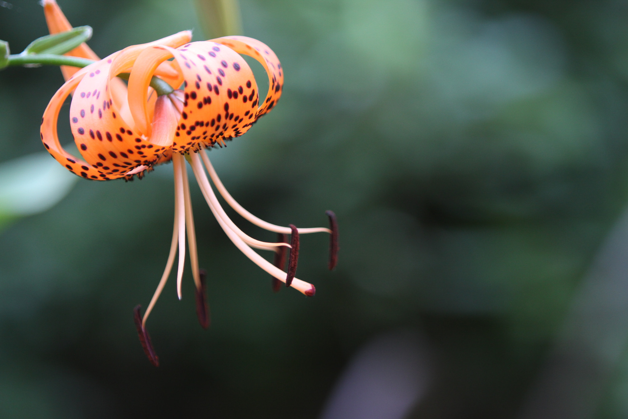 Canon EF 70-200mm F2.8L IS USM sample photo. Garden photography