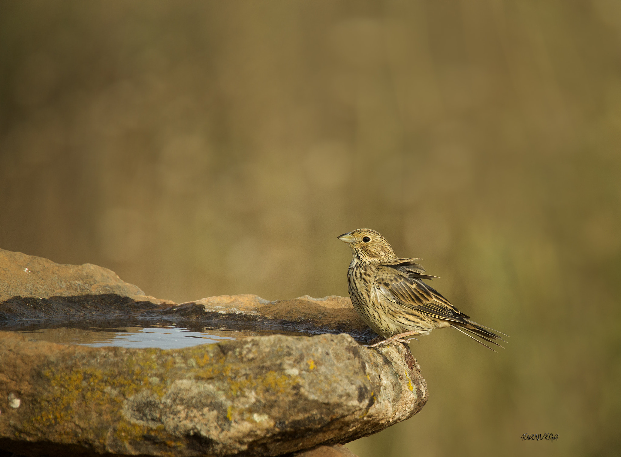 Sony Alpha DSLR-A850 + Minolta AF 300mm F2.8 HS-APO G sample photo. Pardillo photography