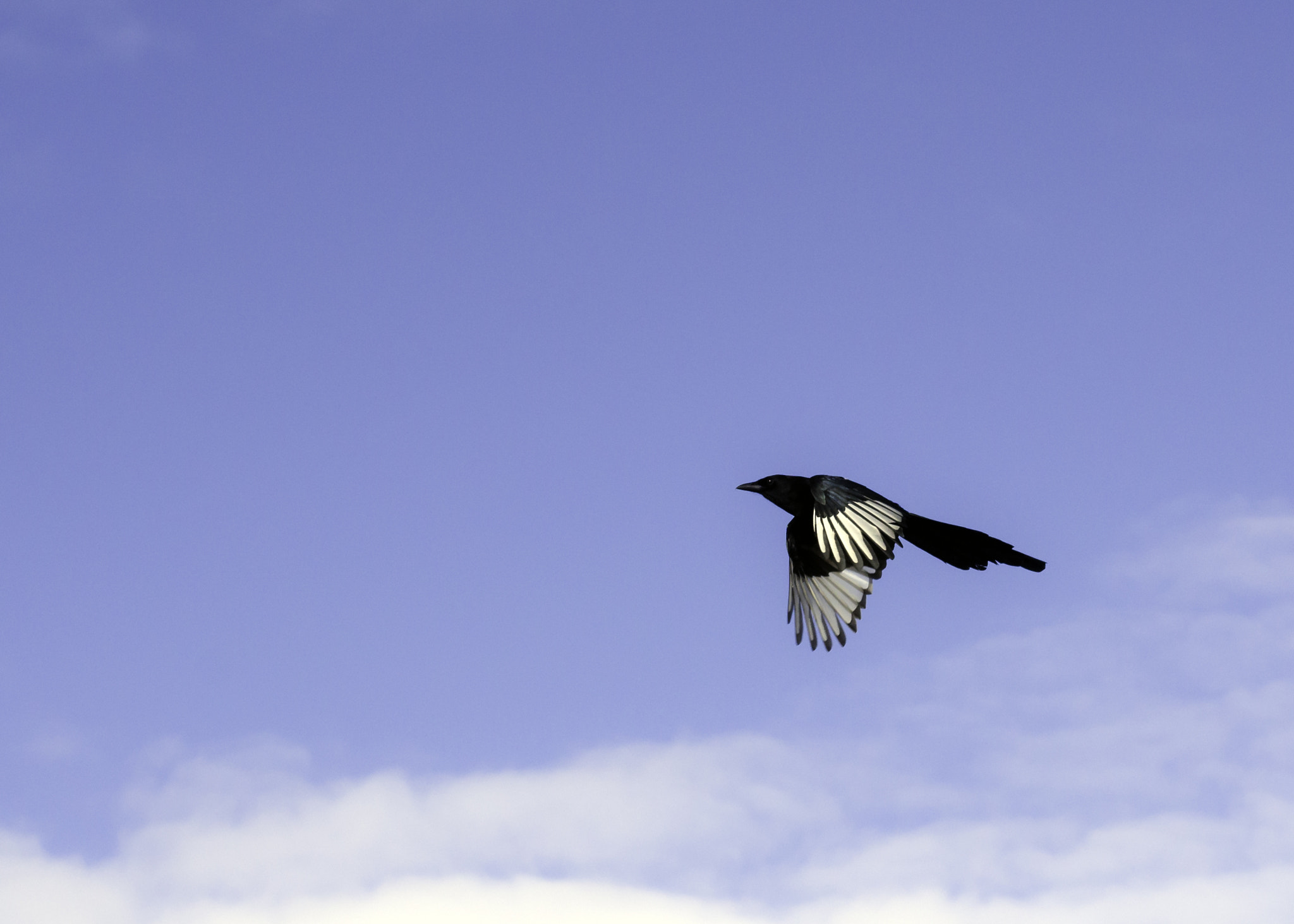 Nikon D7000 + AF Zoom-Nikkor 35-70mm f/2.8D sample photo. One for sorrow... photography