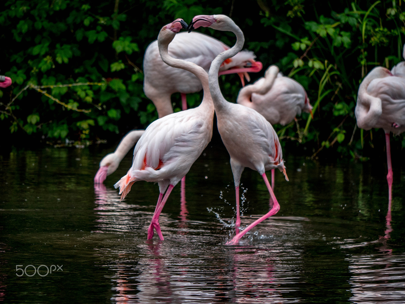Panasonic Lumix DMC-GX8 sample photo. Flamingos push photography