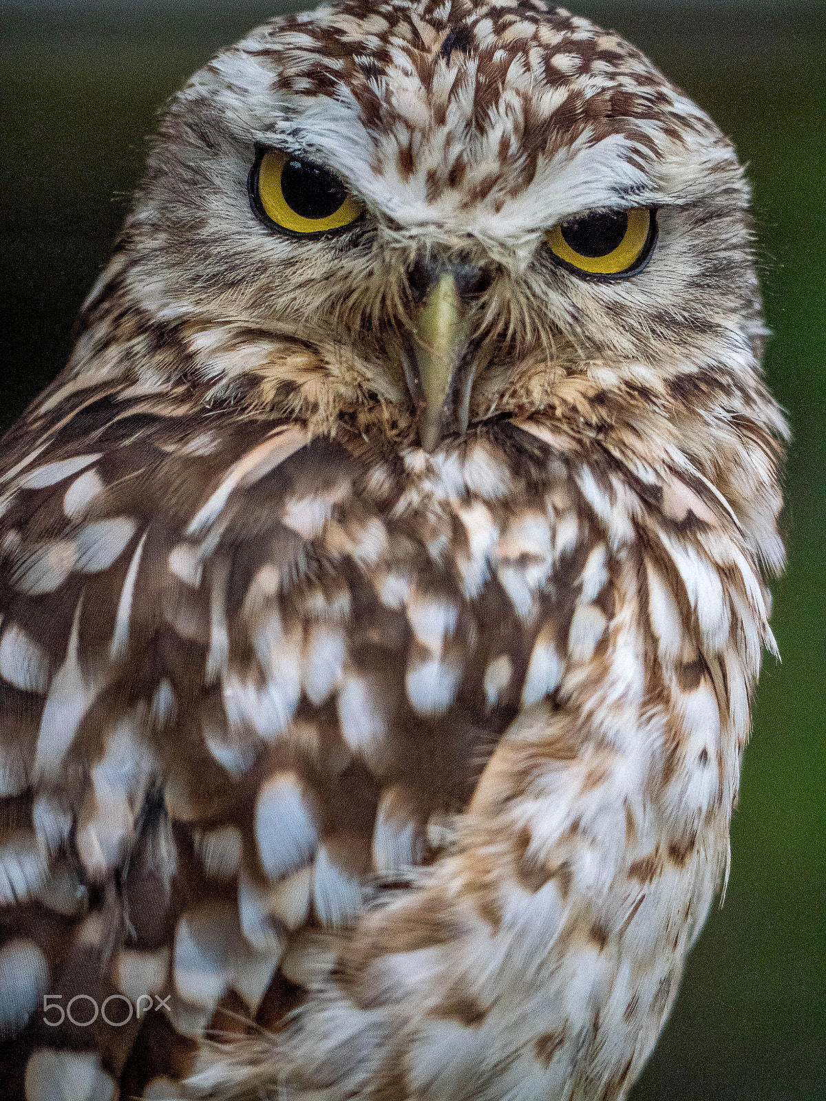 Panasonic Lumix DMC-GX8 sample photo. Burrowing owl photography