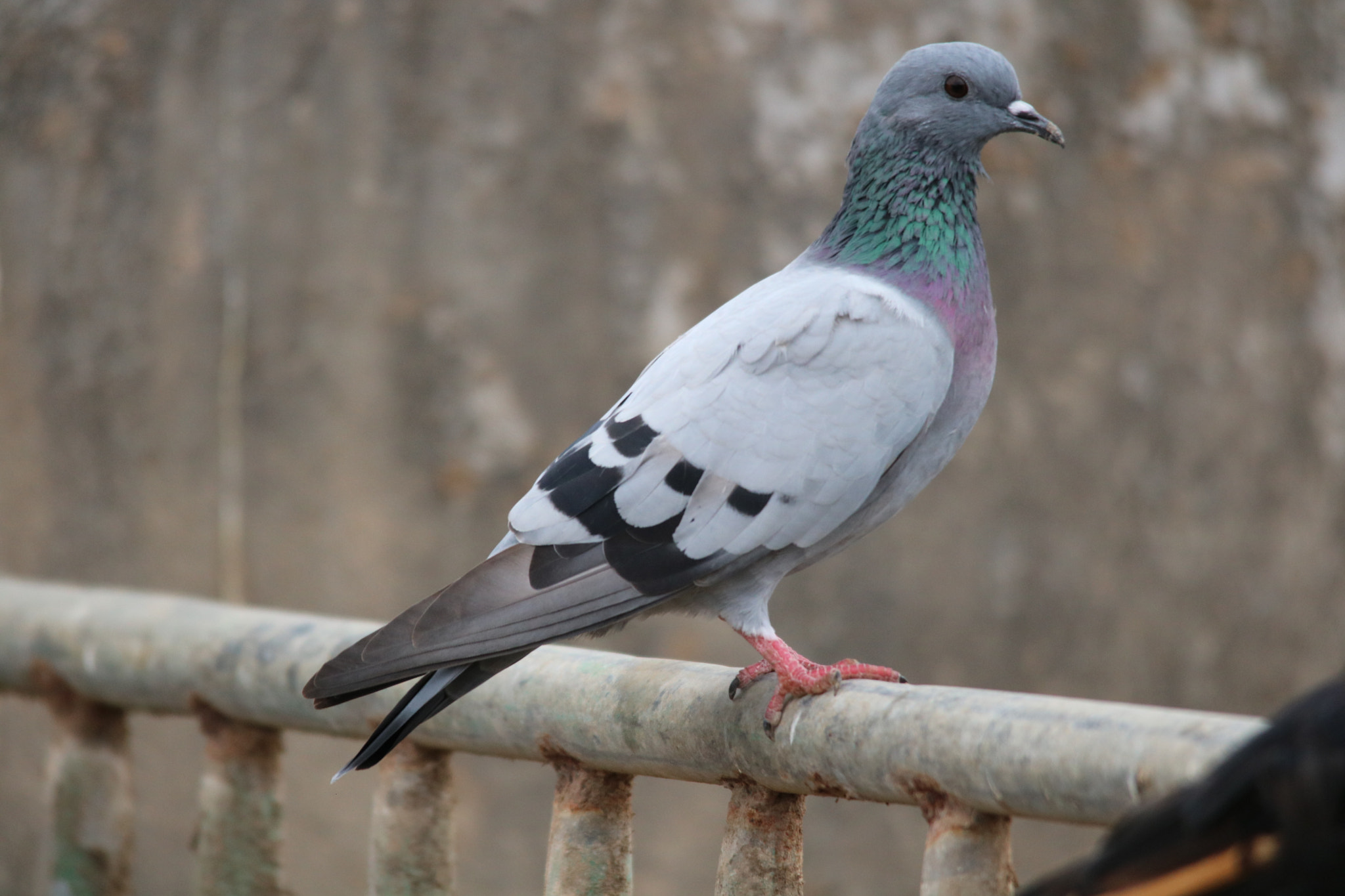 Sigma 150-500mm F5-6.3 DG OS HSM sample photo. حمام الجبل البري يعيش في جبال ظفار  photography