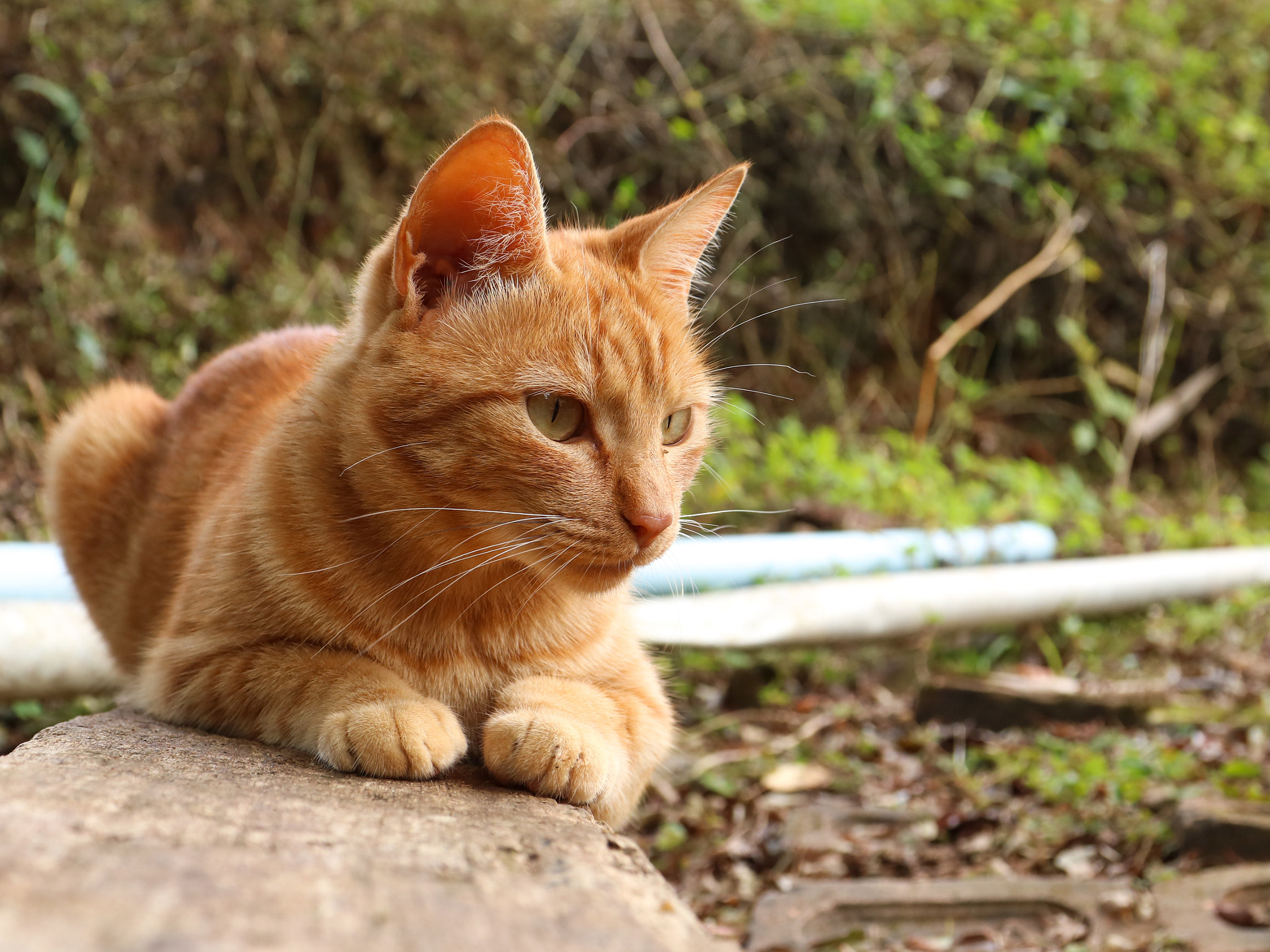 Canon EOS 750D (EOS Rebel T6i / EOS Kiss X8i) sample photo. Merida photography