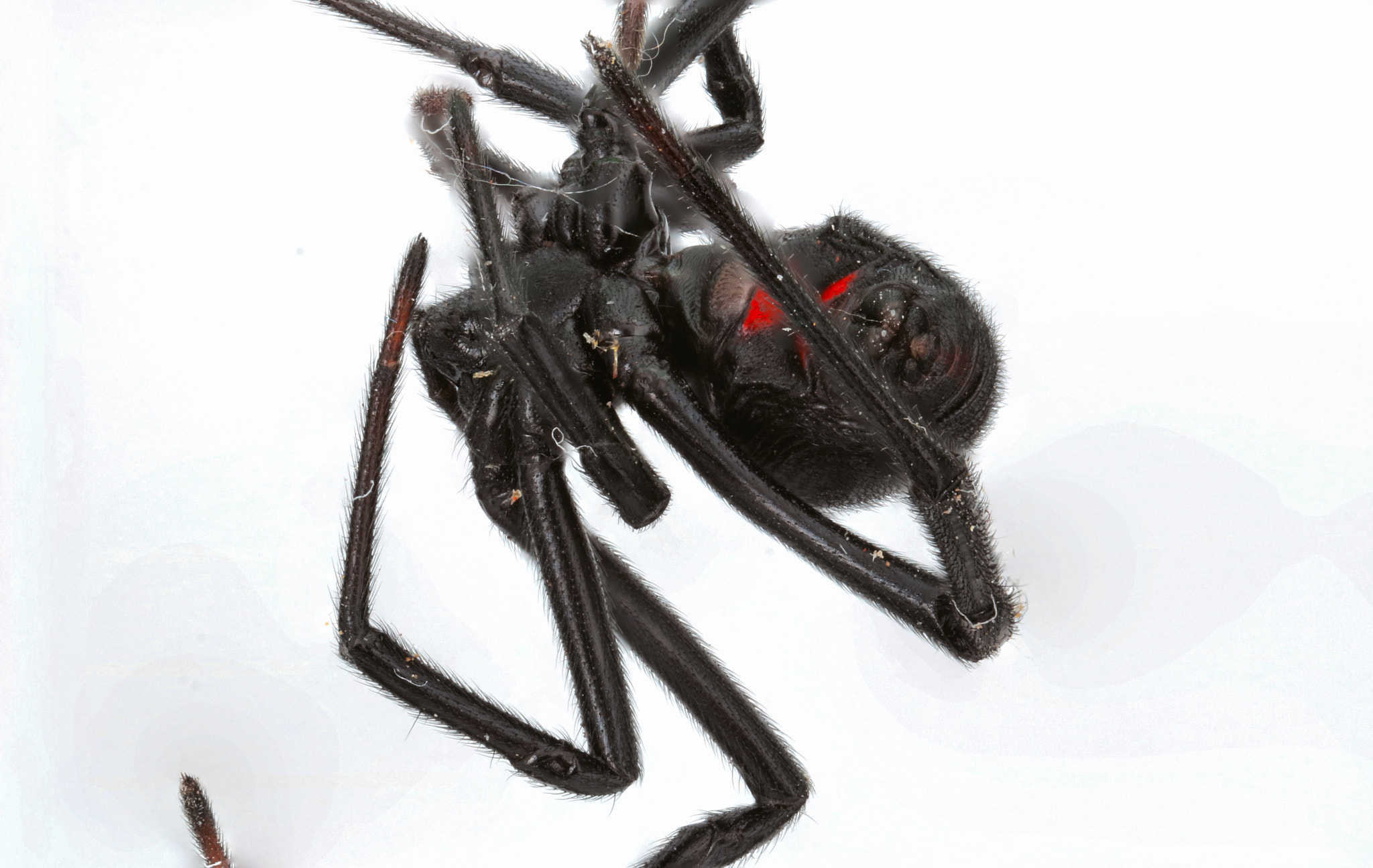 Canon MP-E 65mm F2.5 1-5x Macro Photo sample photo. Spider clock photography