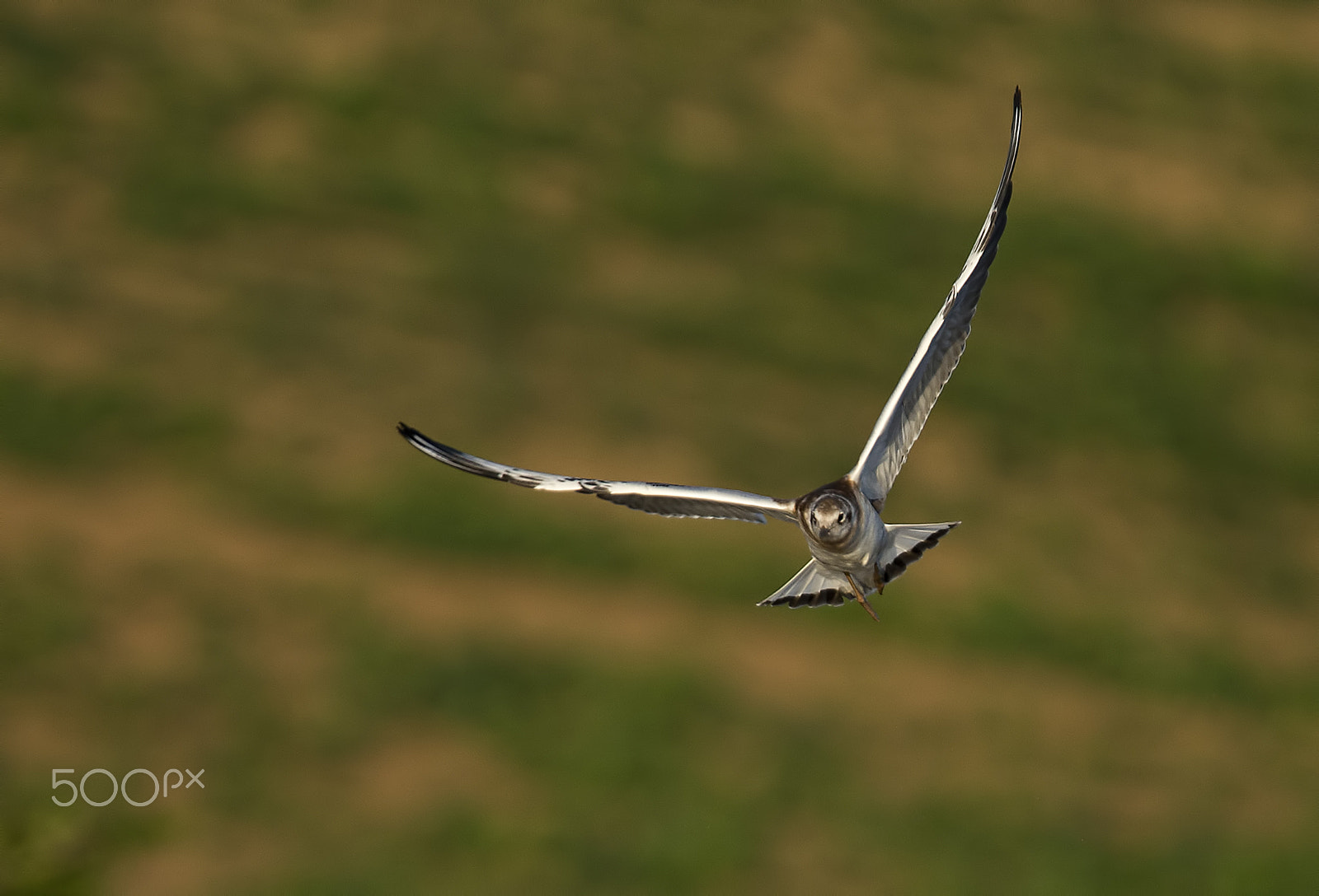 Nikon D600 sample photo. Larus ridibundus-juvenil photography