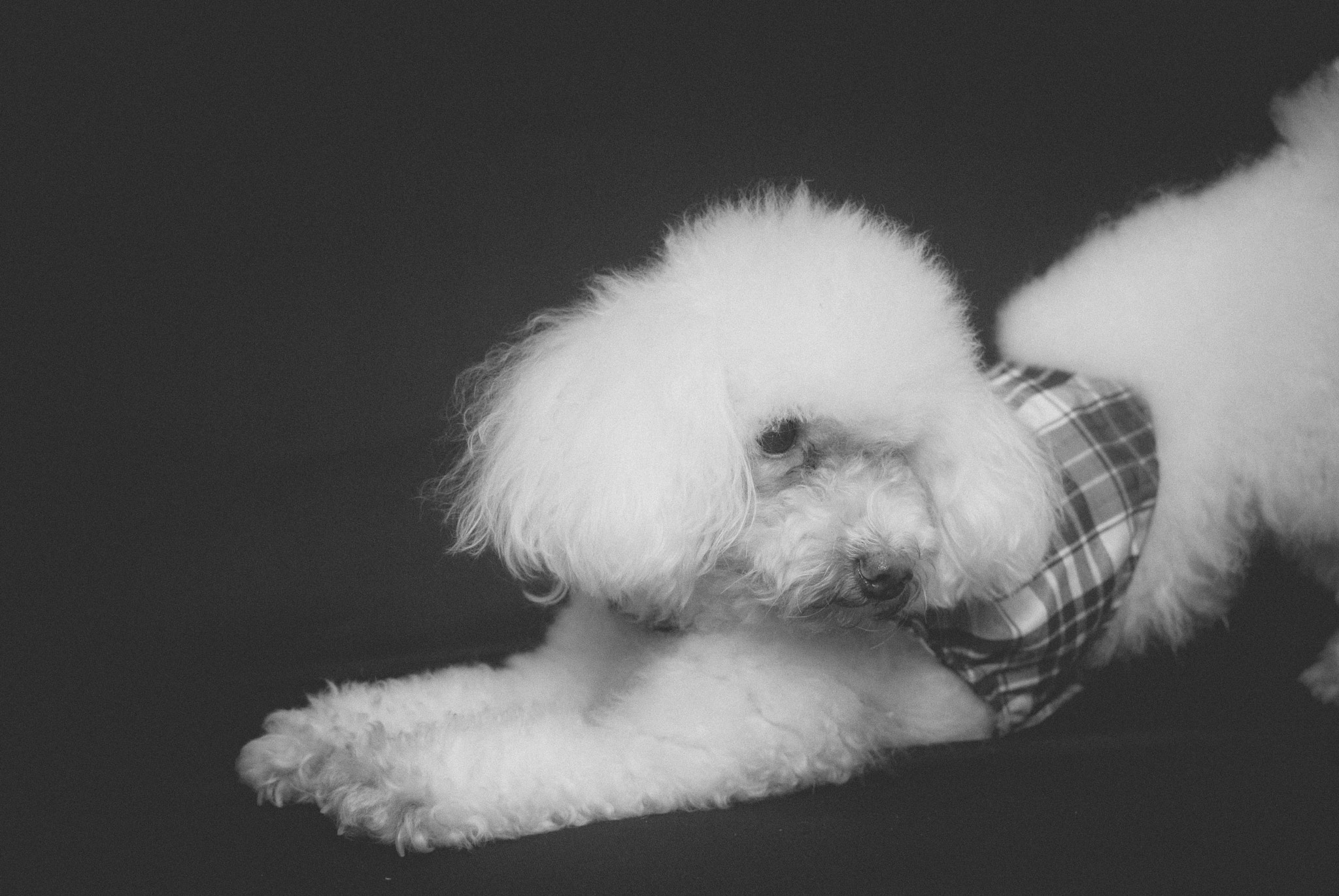 Nikon D200 sample photo. Toby photography