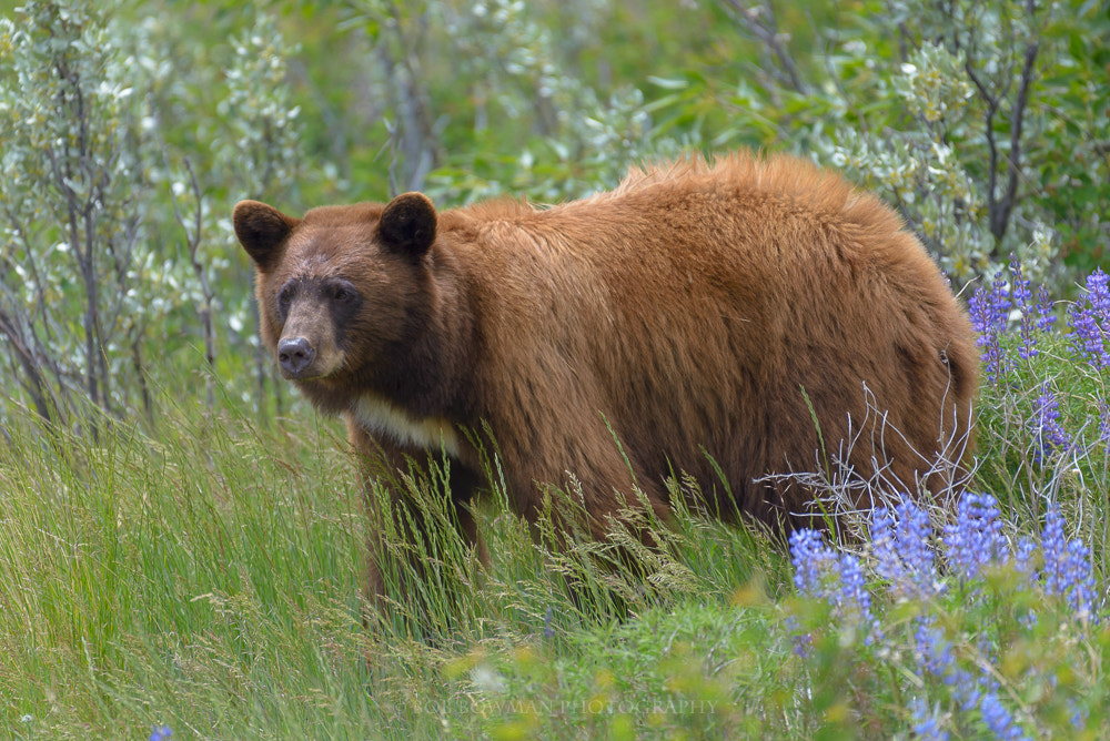 Nikon AF-S Nikkor 200-500mm F5.6E ED VR sample photo. Glacier black bear photography