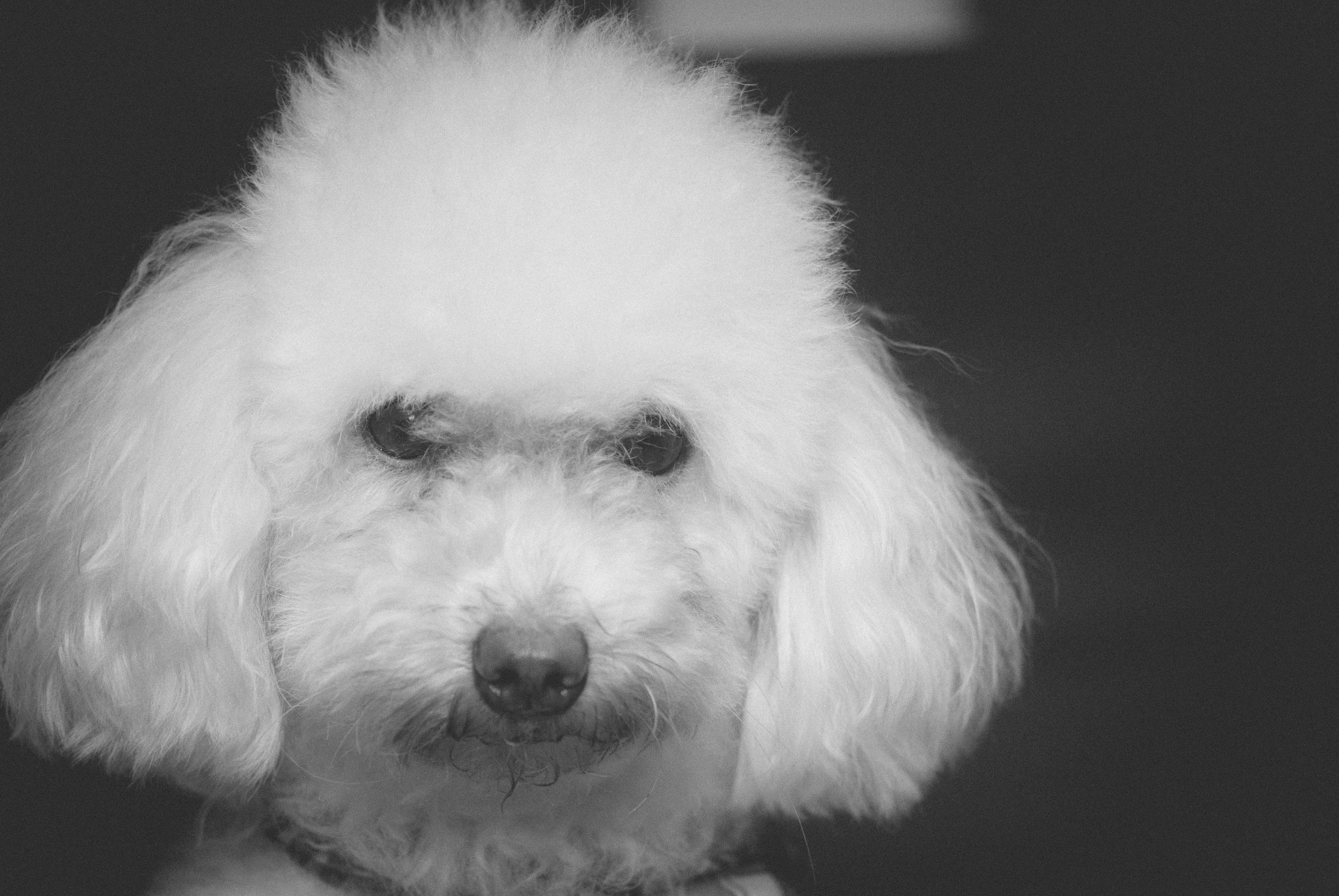 Nikon D200 sample photo. Toby photography