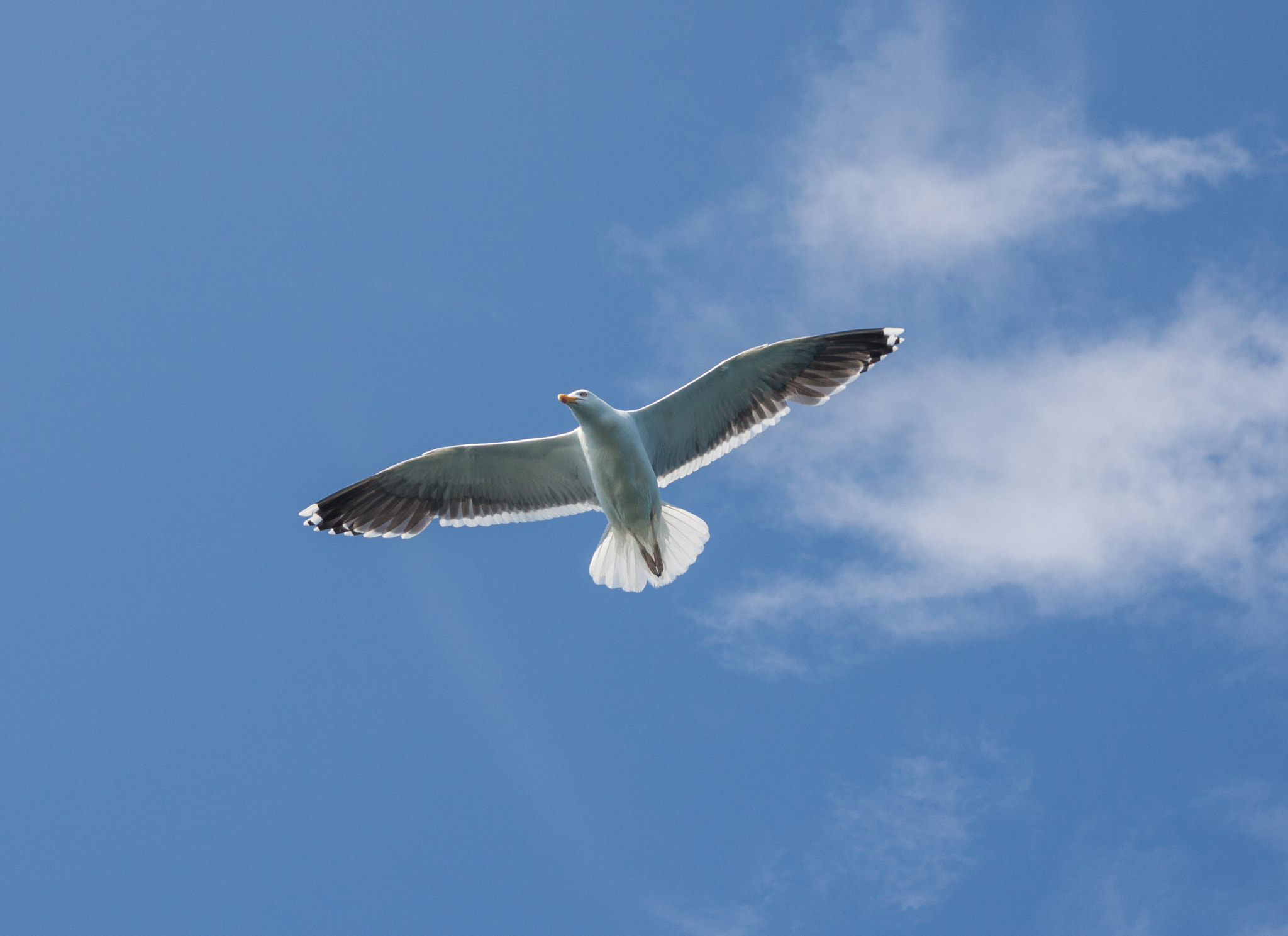 Sigma 18-50mm f/2.8 Macro sample photo. Spread your wings photography