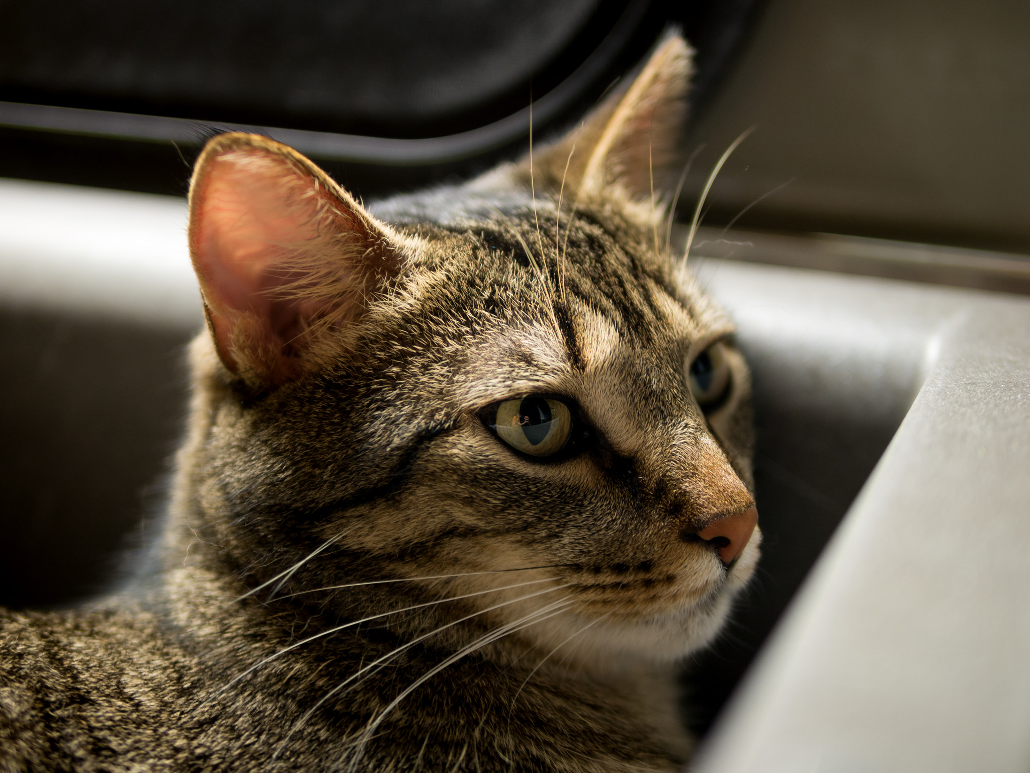 Panasonic Lumix DMC-GX7 + Panasonic Leica DG Summilux 25mm F1.4 II ASPH sample photo. Cat in a kitchen sink photography