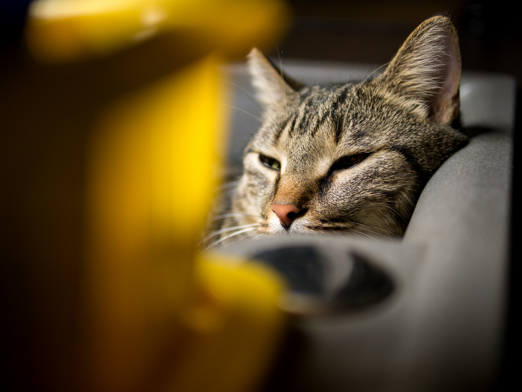 Panasonic Lumix DMC-GX7 + Panasonic Leica DG Summilux 25mm F1.4 II ASPH sample photo. Cat in a kitchen sink photography