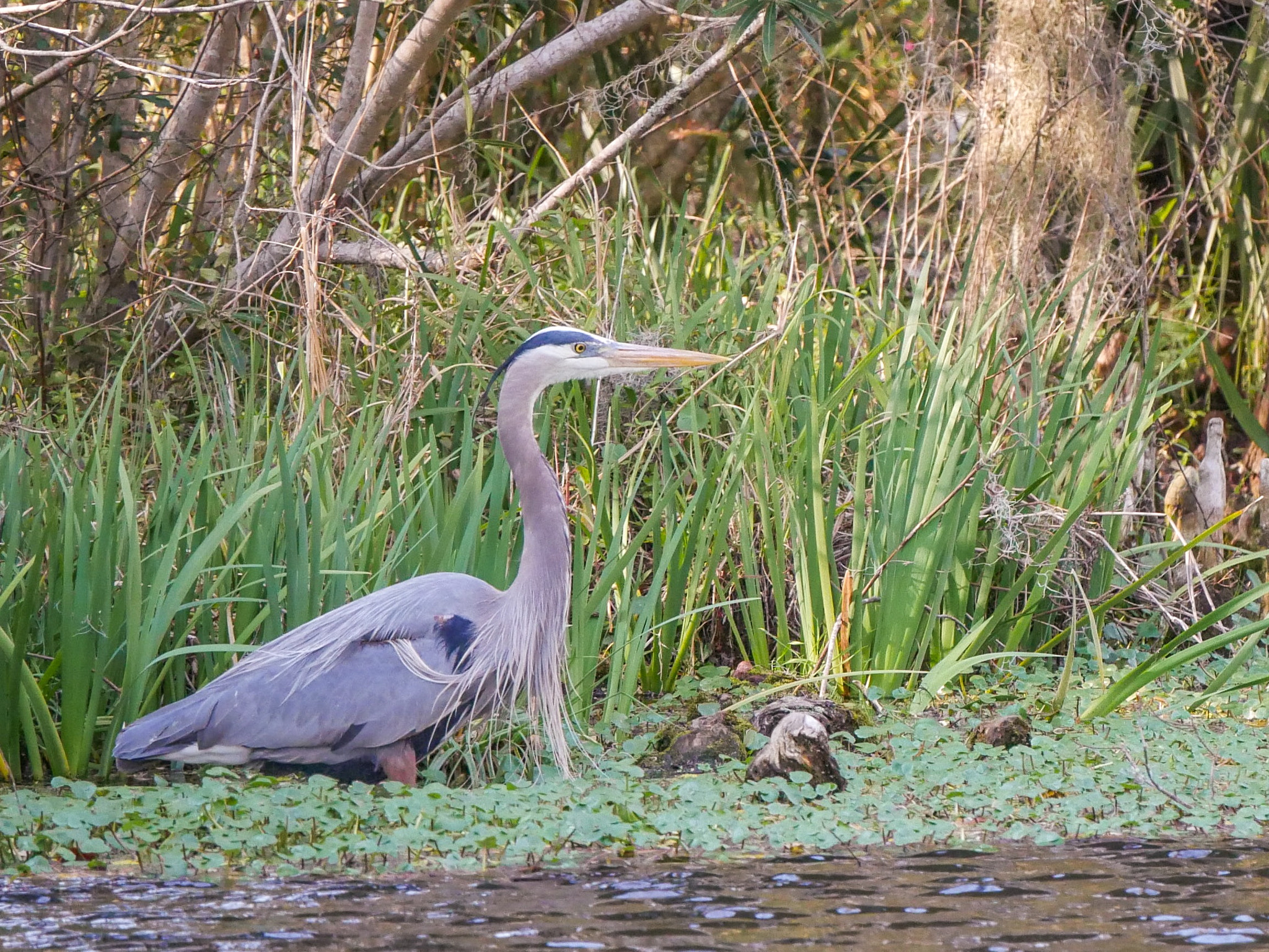 LUMIX G VARIO 45-150/F4.0-5.6 sample photo. Great blue heron photography