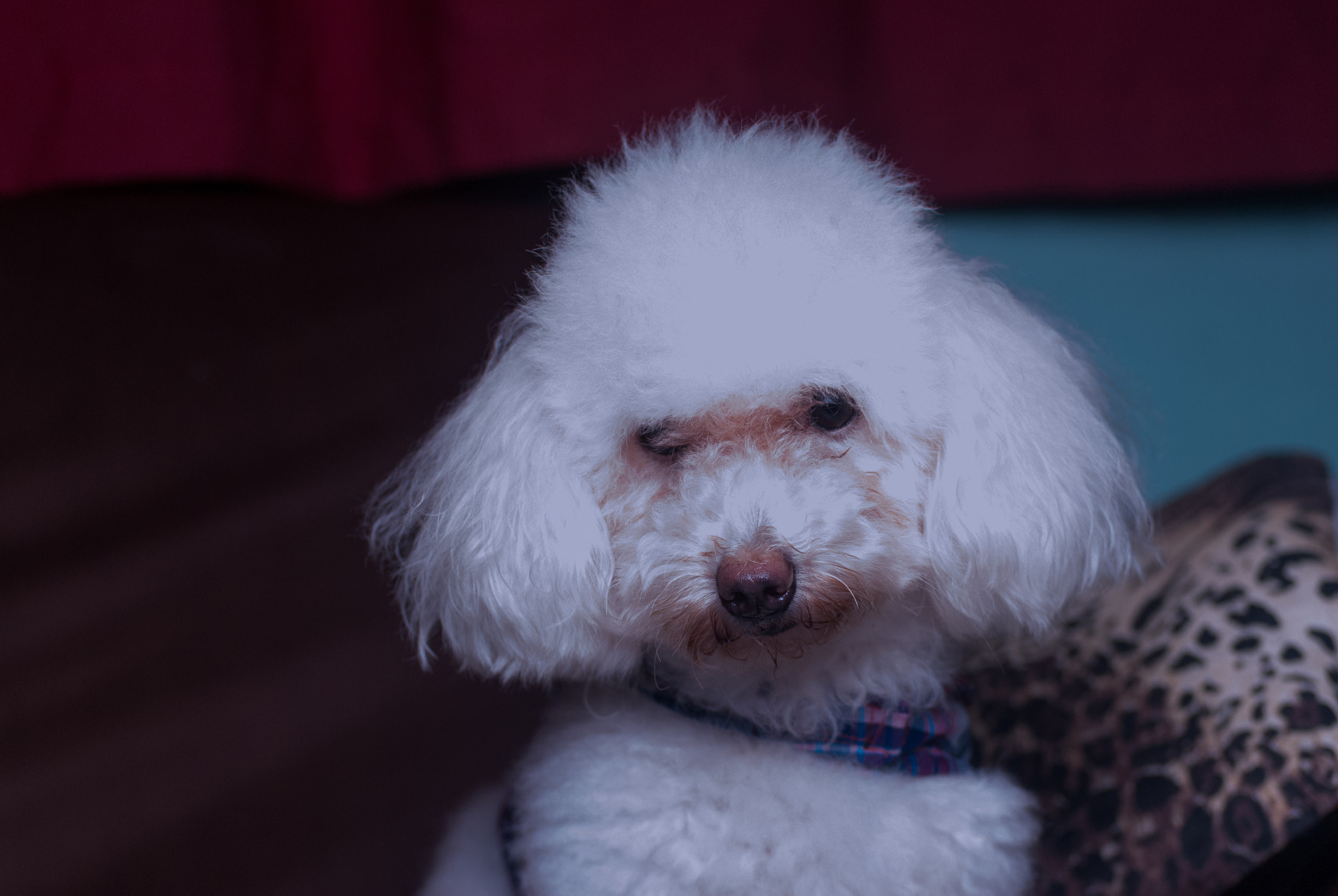 Nikon D200 sample photo. Toby photography