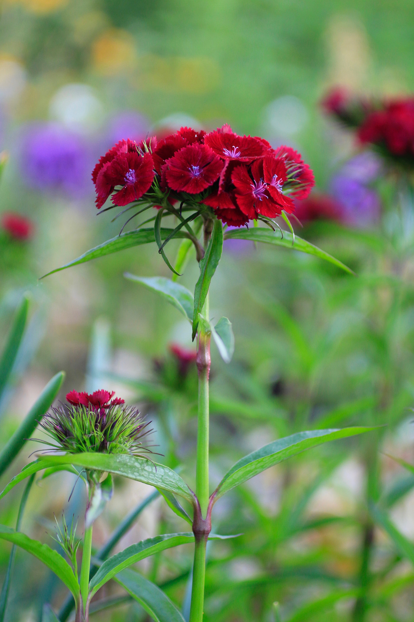 Canon EF 50mm F2.5 Macro sample photo. 27872166646.jpg photography