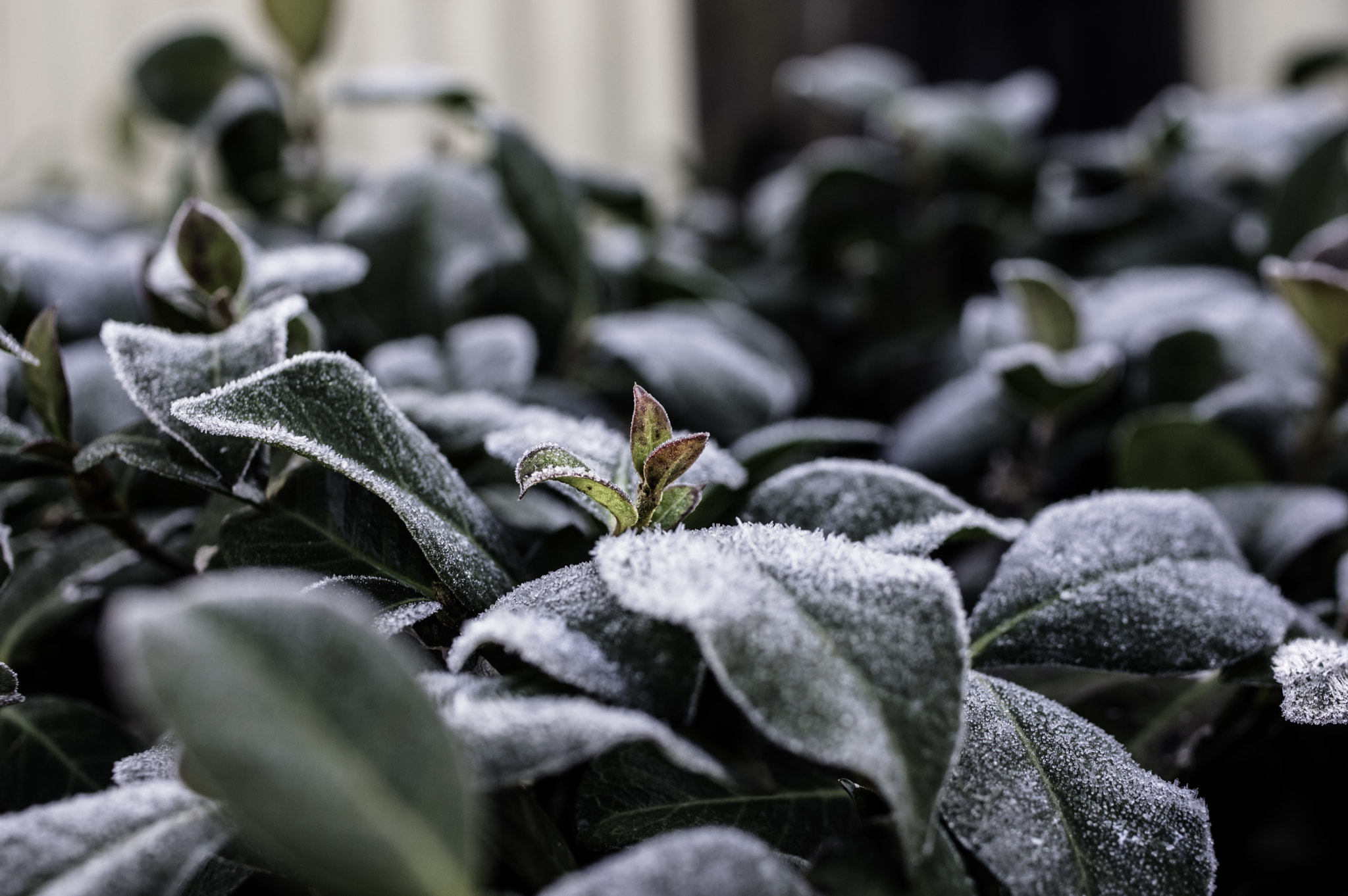 HD Pentax DA 35mm F2.8 Macro Limited sample photo. New life in the ice photography