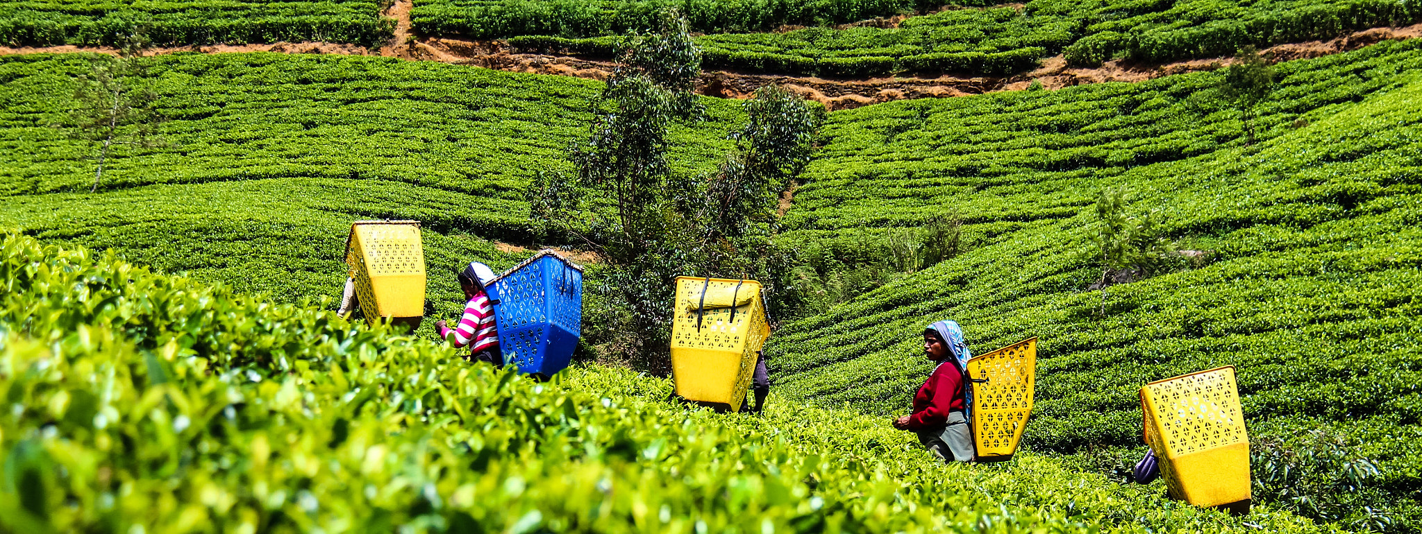 Canon EF-S 18-200mm F3.5-5.6 IS sample photo. Sri lankan tea pickers photography