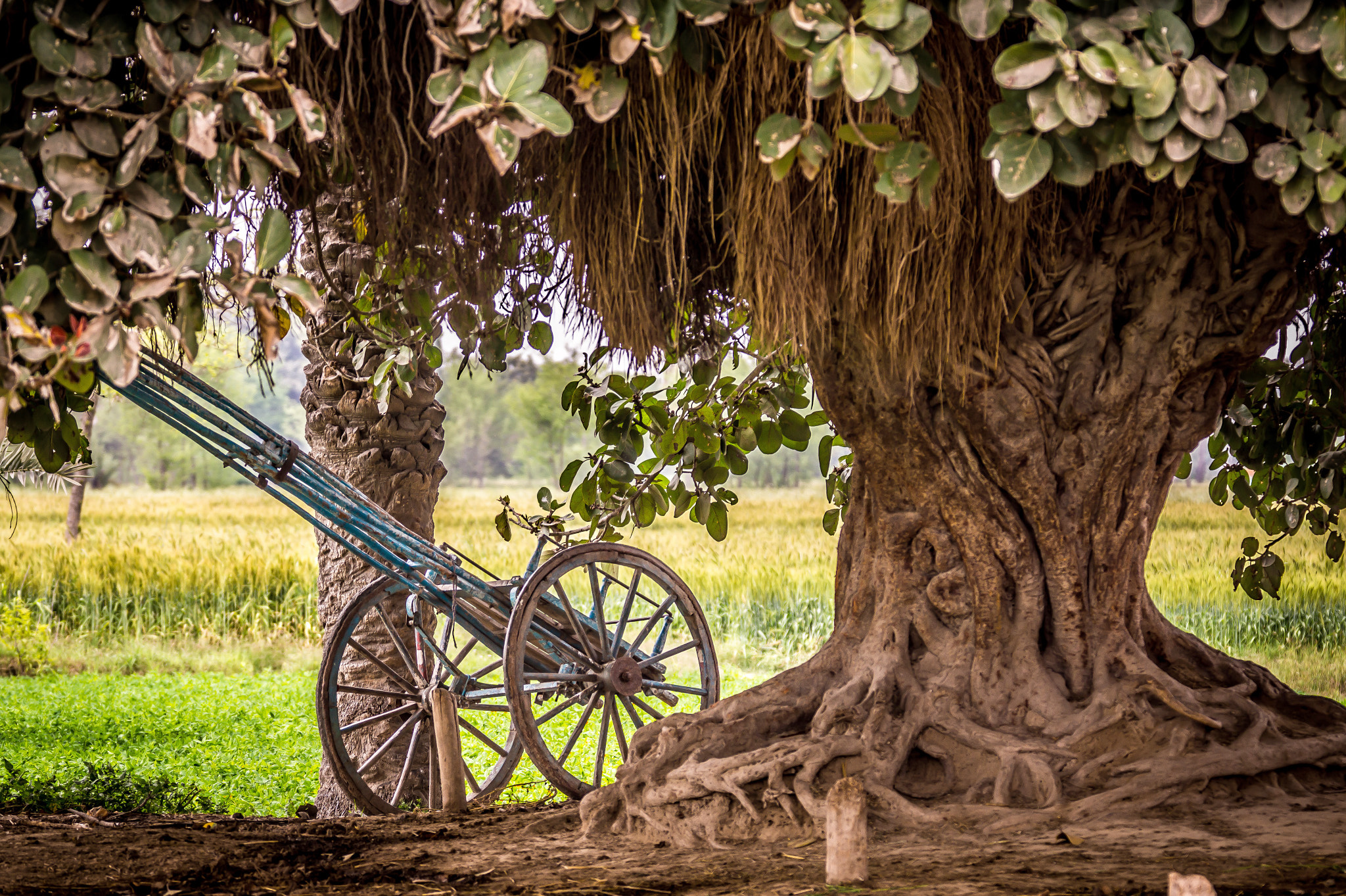 Sony 70-300mm F4.5-5.6 G SSM sample photo. Old tree & cart photography