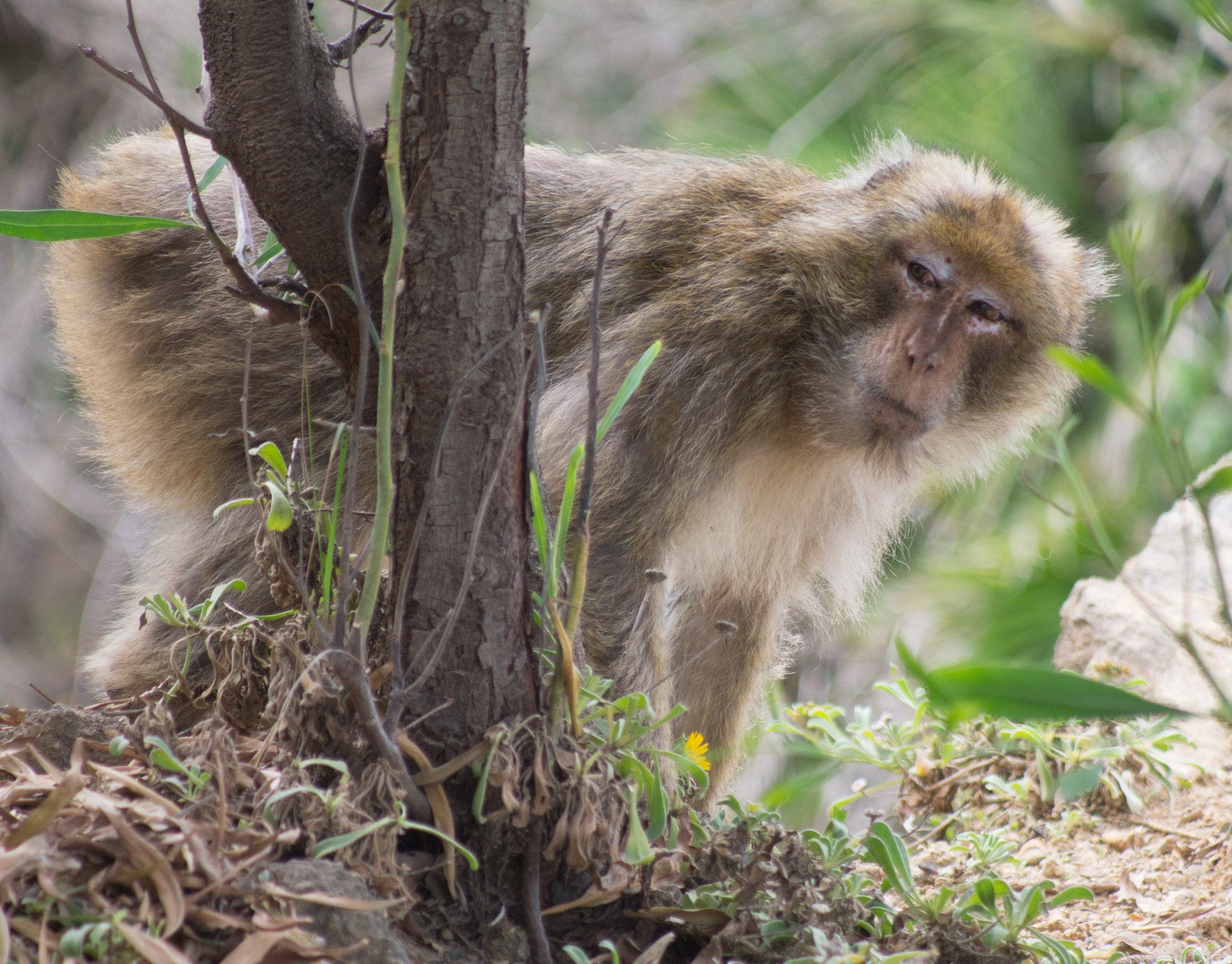 Canon EF 80-200mm F4.5-5.6 II sample photo
