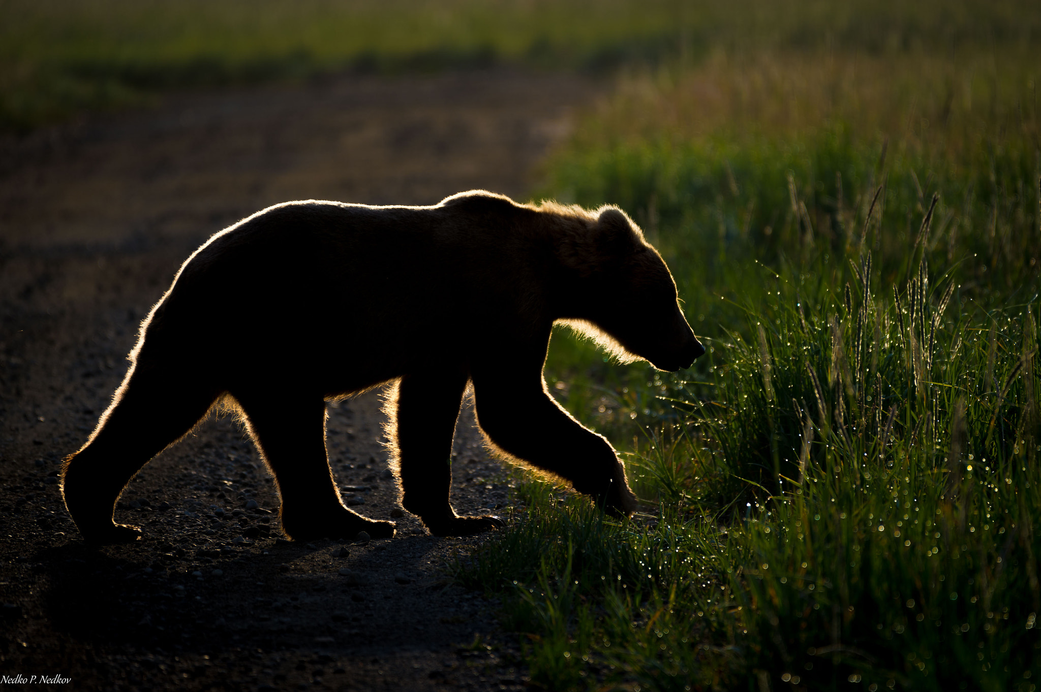 Nikon AF-S Nikkor 200-500mm F5.6E ED VR sample photo. Morning light photography