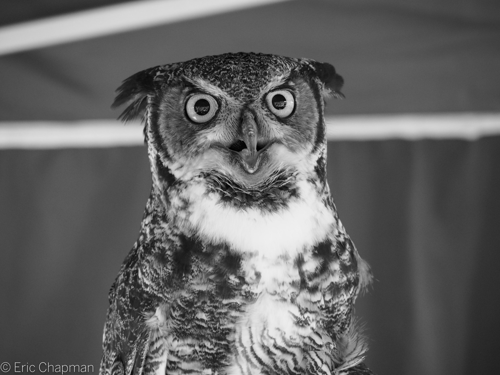 OLYMPUS M.14-150mm F4.0-5.6 II sample photo. Ridiculously photogenic owl photography