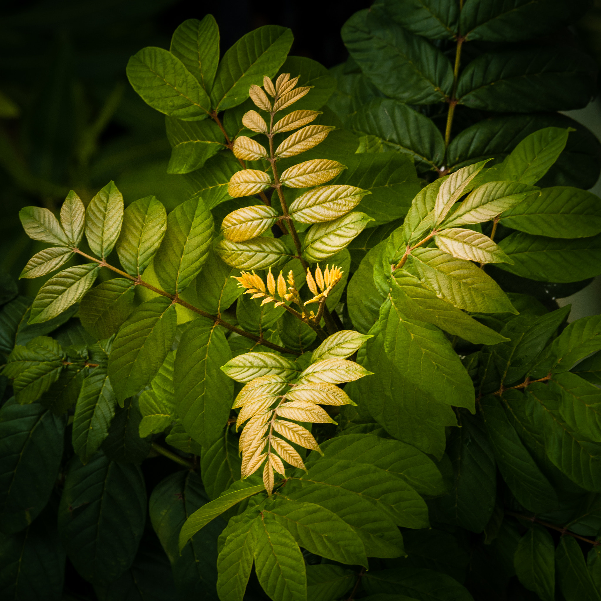 Nikon D40X sample photo. Morning glow photography