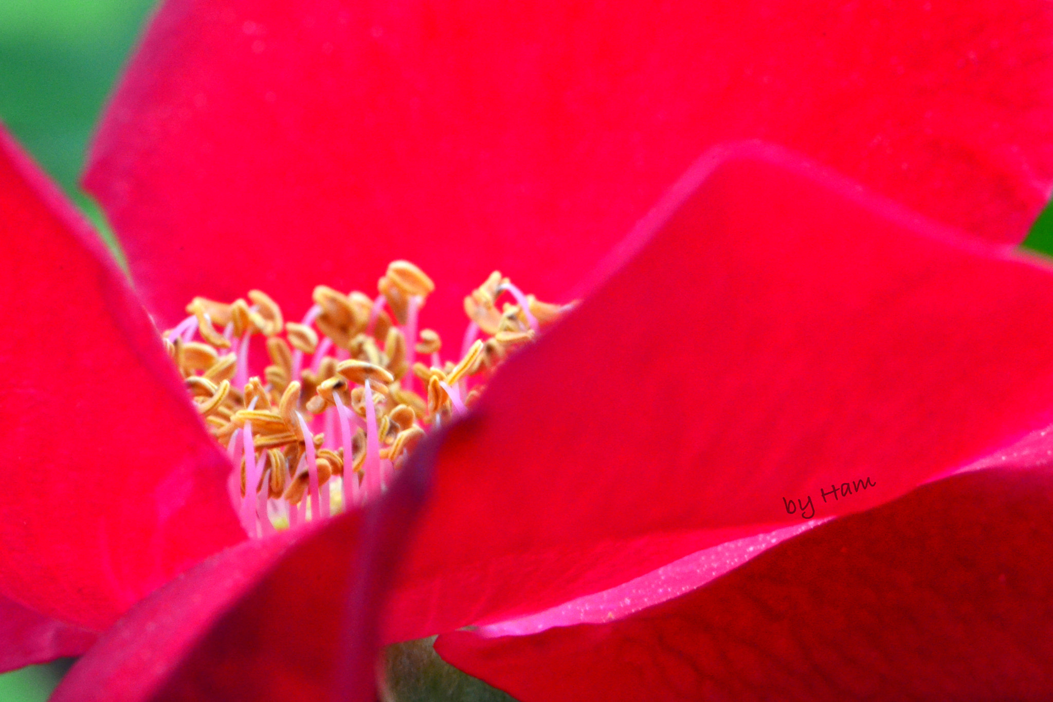 Nikon AF-S DX Micro-Nikkor 85mm F3.5G ED VR sample photo. Summer in rose [iii] photography