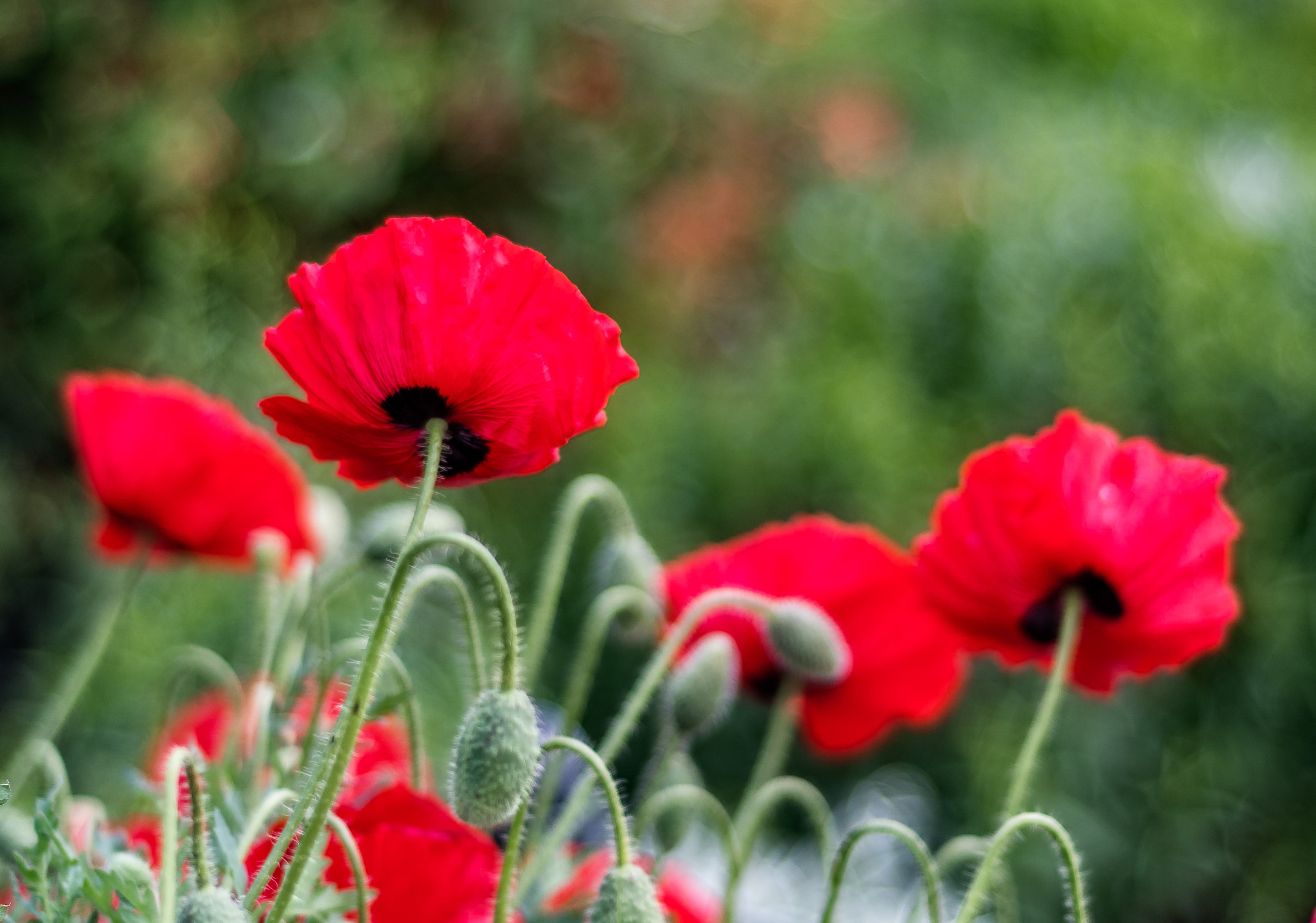 Nikon D500 + Nikon AF Nikkor 50mm F1.8D sample photo. Poppies in bloom photography