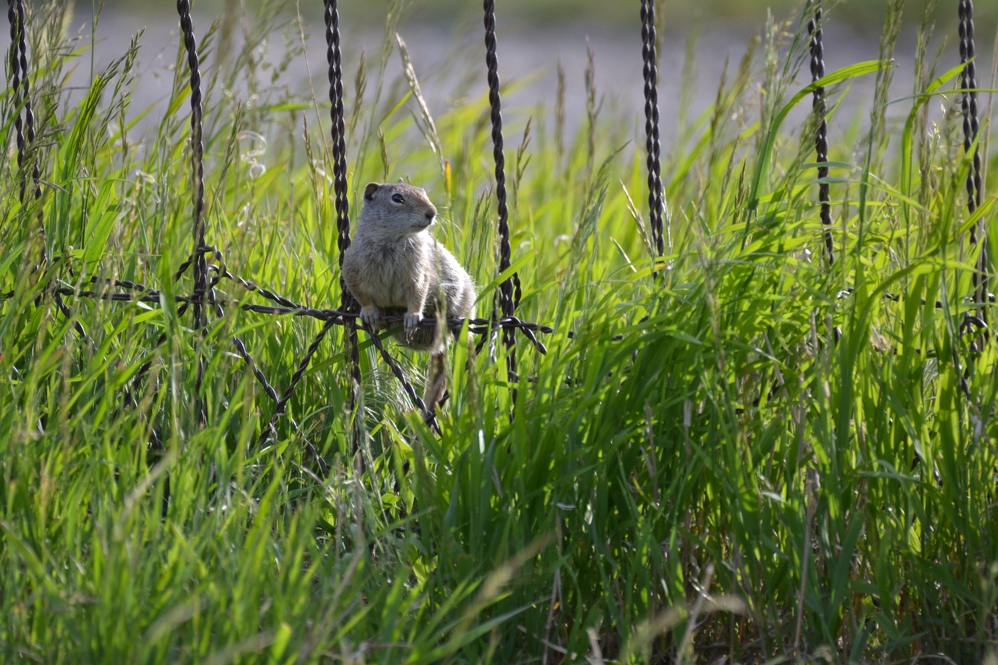 Nikon D3100 + Sigma 150-600mm F5-6.3 DG OS HSM | C sample photo. Ground squirrel on the fence photography