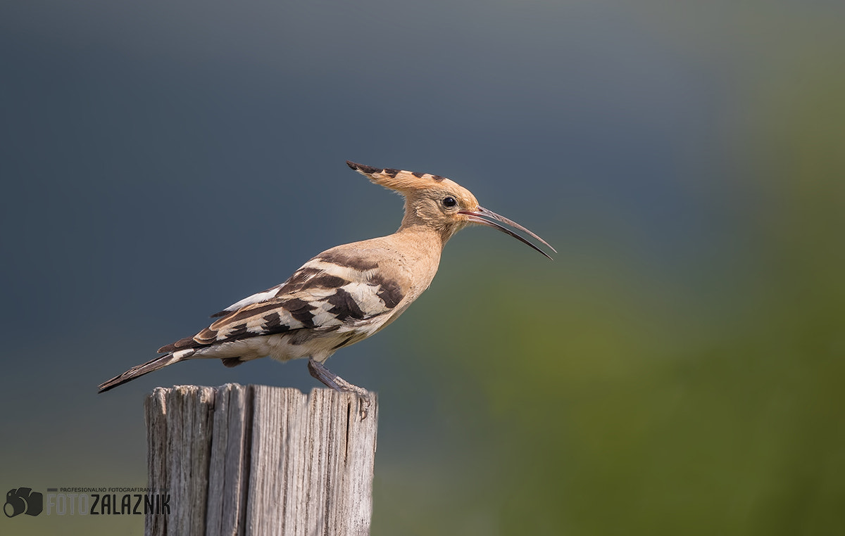 Canon EF 500mm F4L IS II USM sample photo. Hoopoe photography