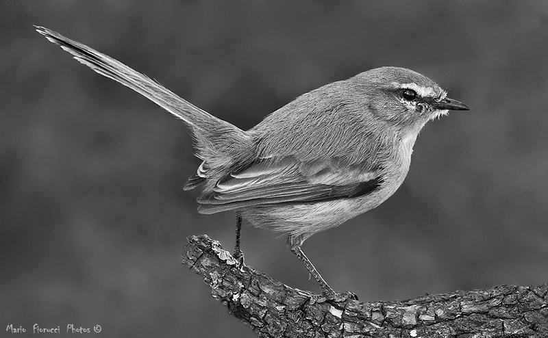Canon EF 100-400mm F4.5-5.6L IS USM sample photo. Greater wagtail-tyrant photography