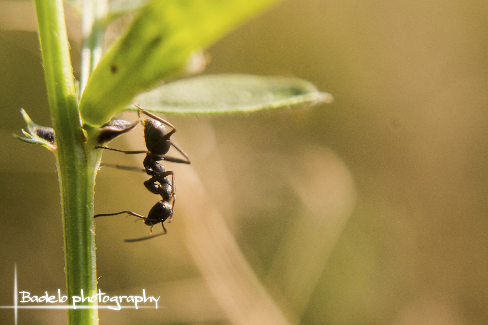 Canon EOS M sample photo. Ant photography