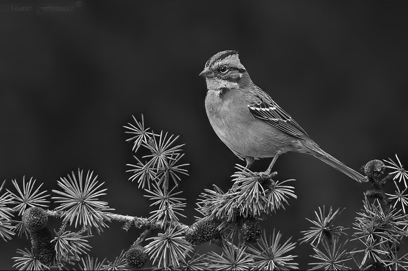 Canon EF 100-400mm F4.5-5.6L IS USM sample photo. Rufous-collared sparrow photography