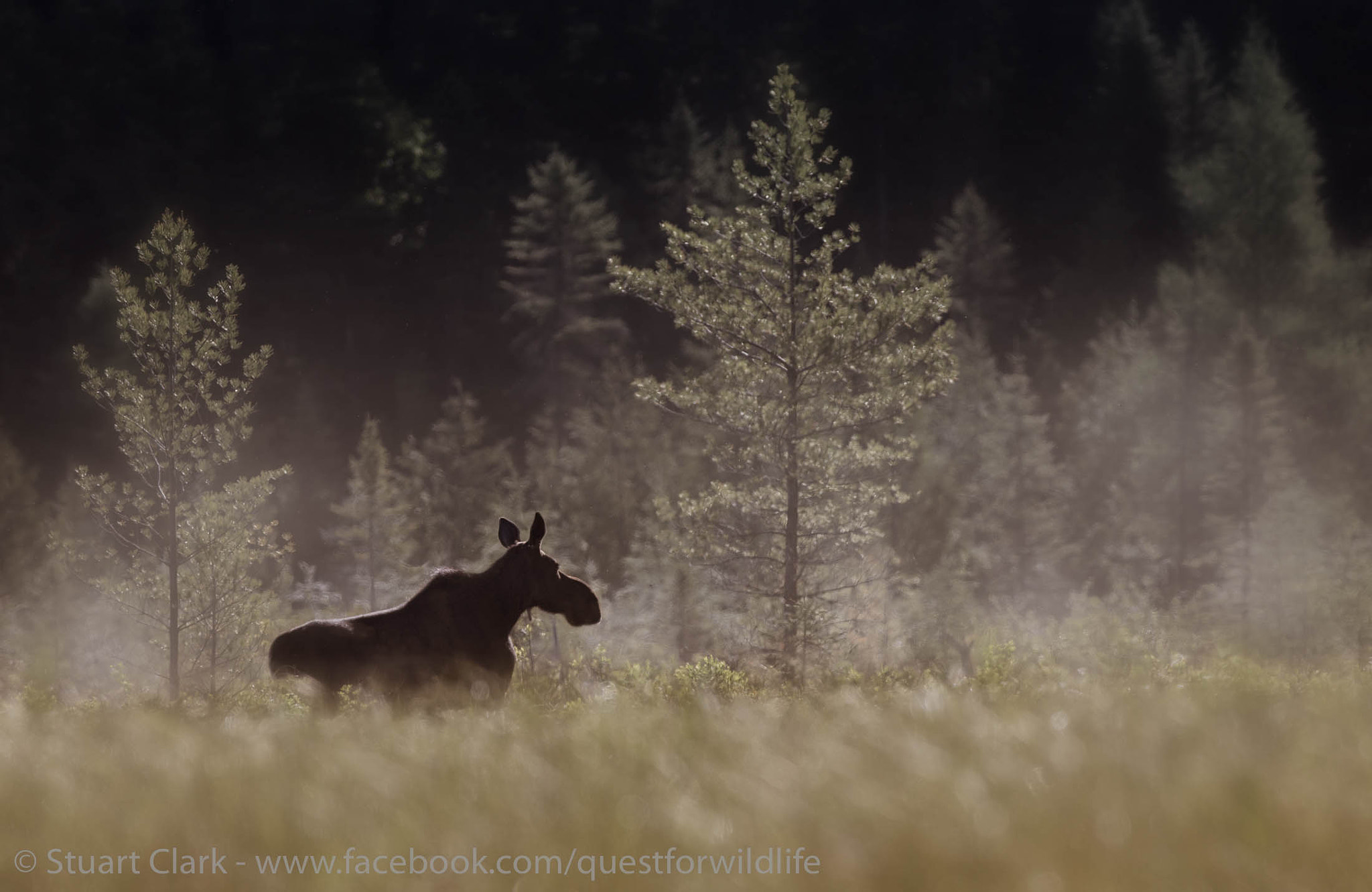 Canon EOS-1D X + Canon EF 600mm f/4L IS sample photo. An algonquin moment photography