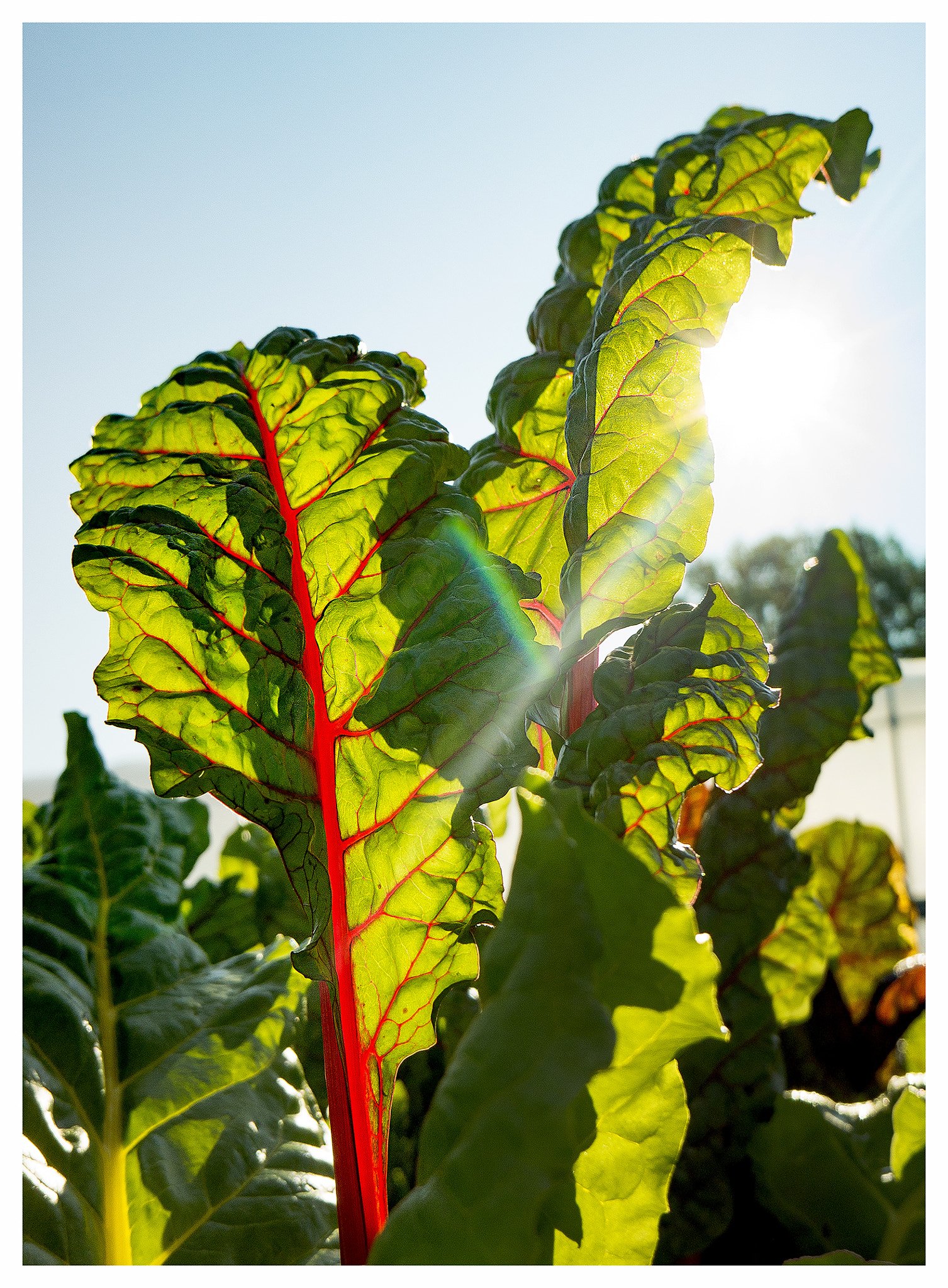 Sony Alpha NEX-7 + Sony E 16mm F2.8 sample photo. Leaf and su photography